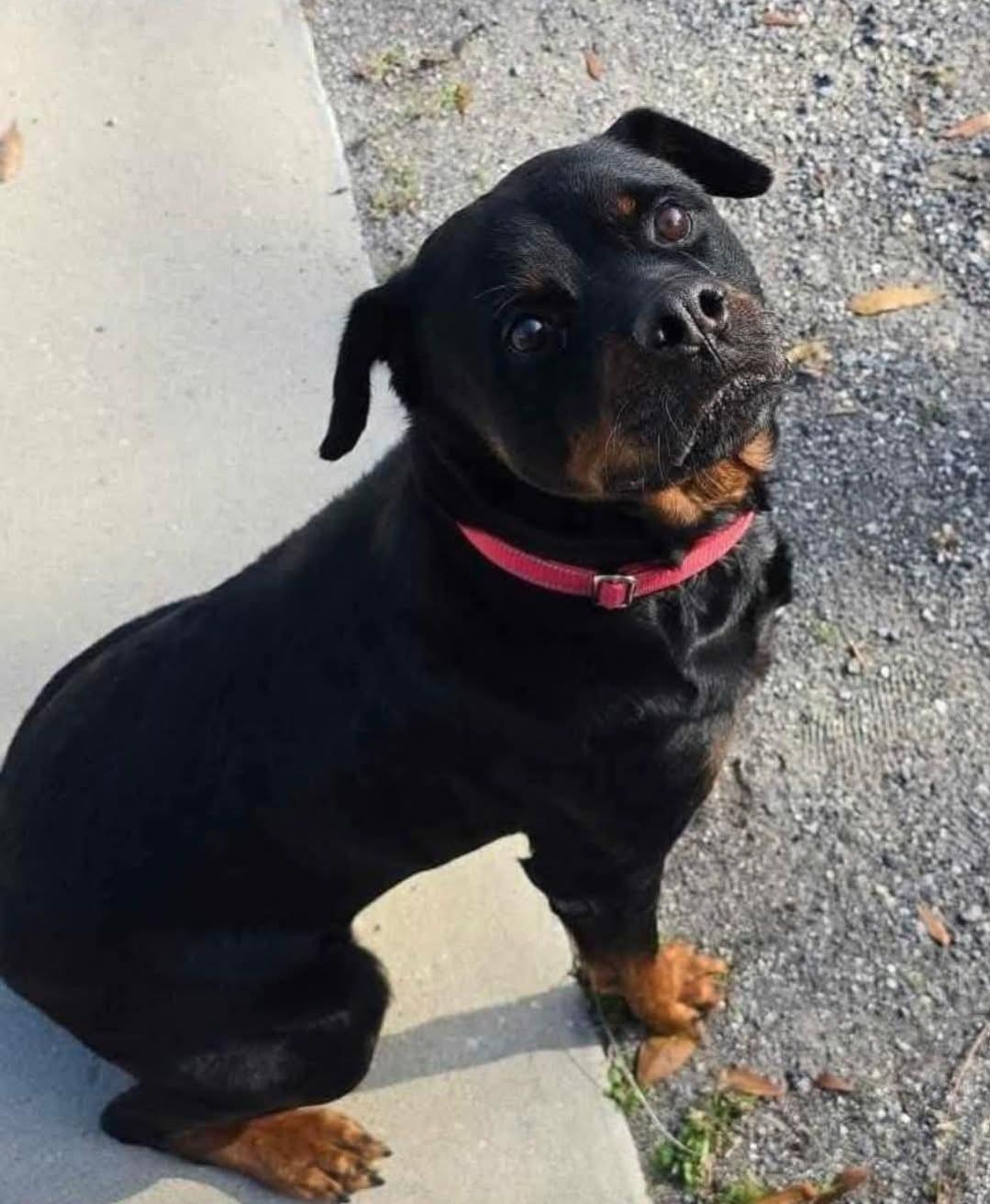 Enlarge Bella, a Adoptable Rottweiler in ocala, FL image 3/3