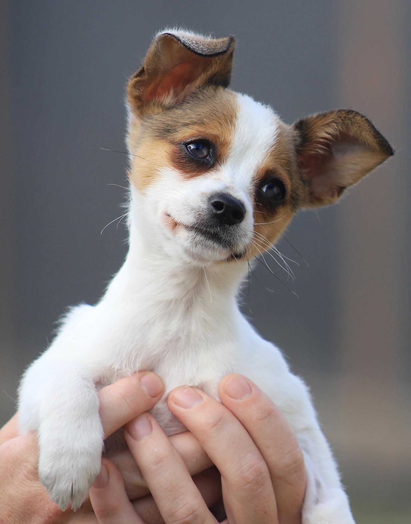 Enlarge Misty, an adopted mixed breed in North Fort Myers, FL image 1/2
