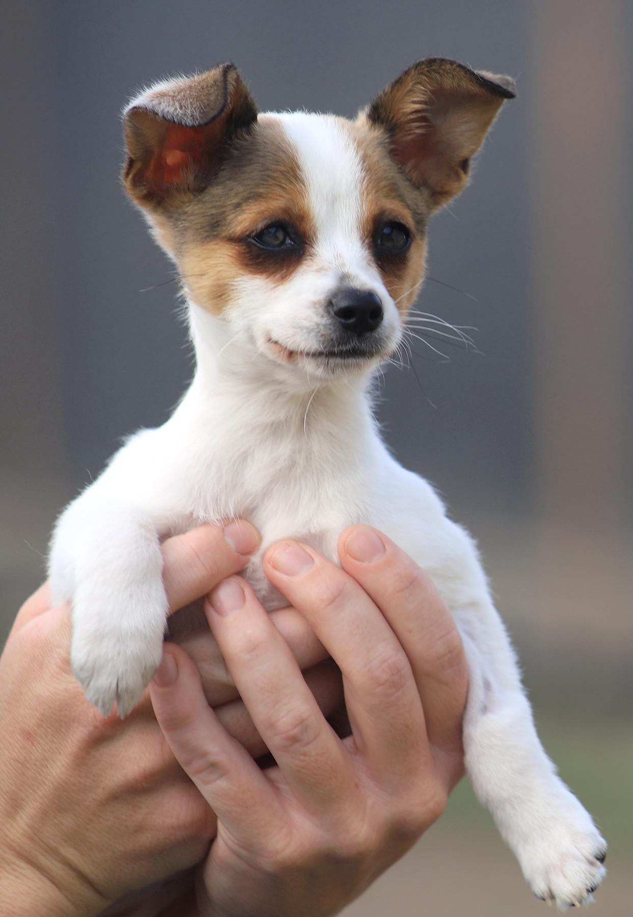 Enlarge Misty, an adopted mixed breed in North Fort Myers, FL image 2/2