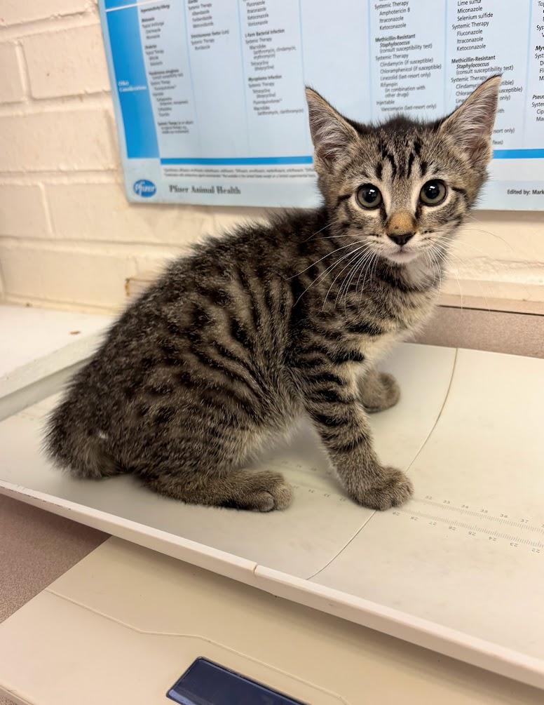 Theon (25-C0251), Adoptable, Young Male Domestic Short Hair.