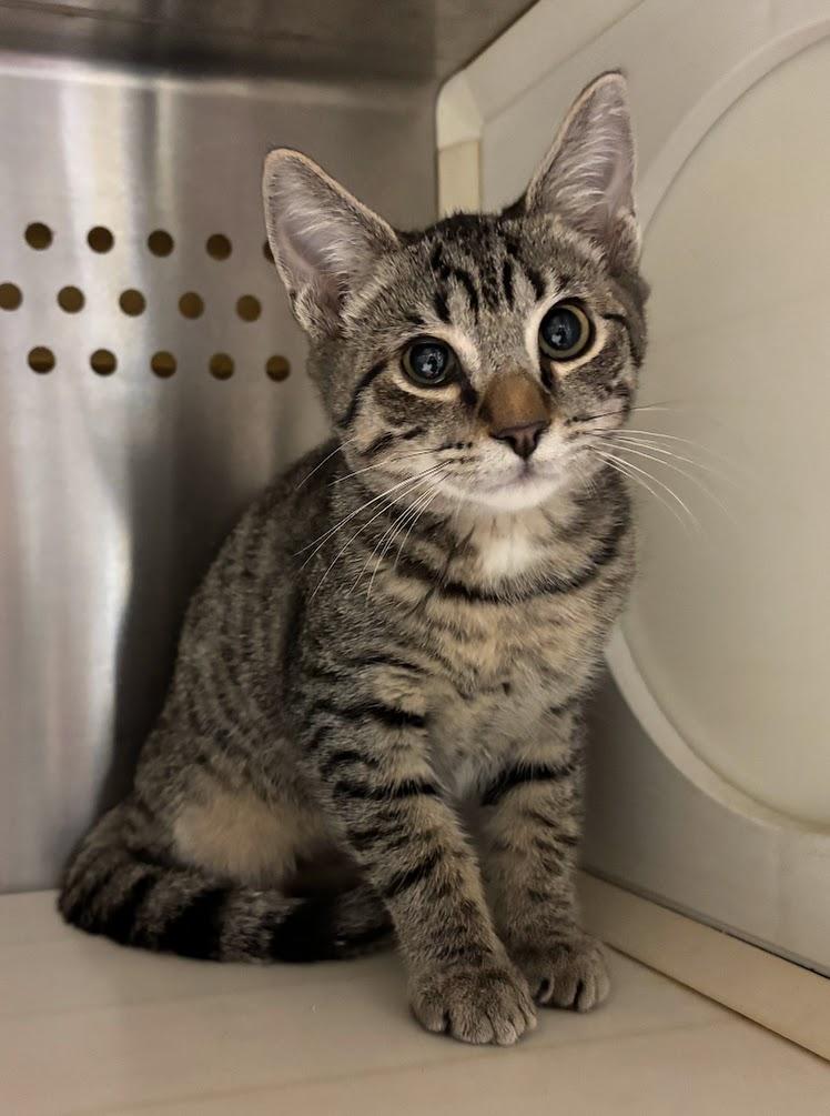 Enlarge Theon (25-C0251), a Adoptable Domestic Short Hair in Laurinburg, NC image 1/2