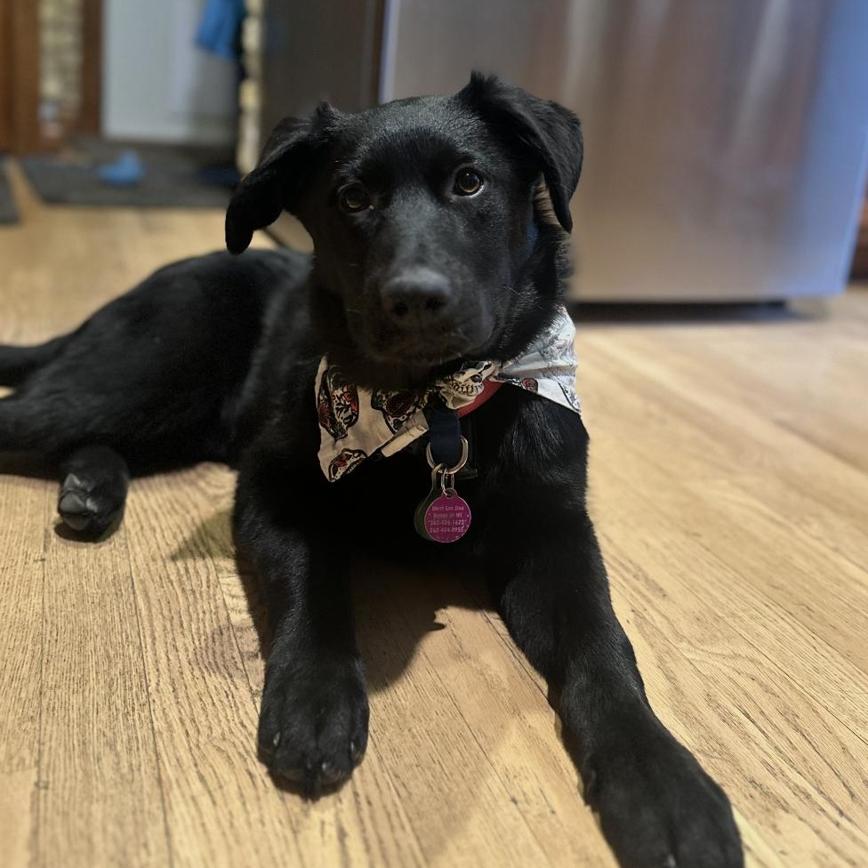 Enlarge Delilah, a ADOPTABLE mixed breed in Cedarburg, WI image 5/5