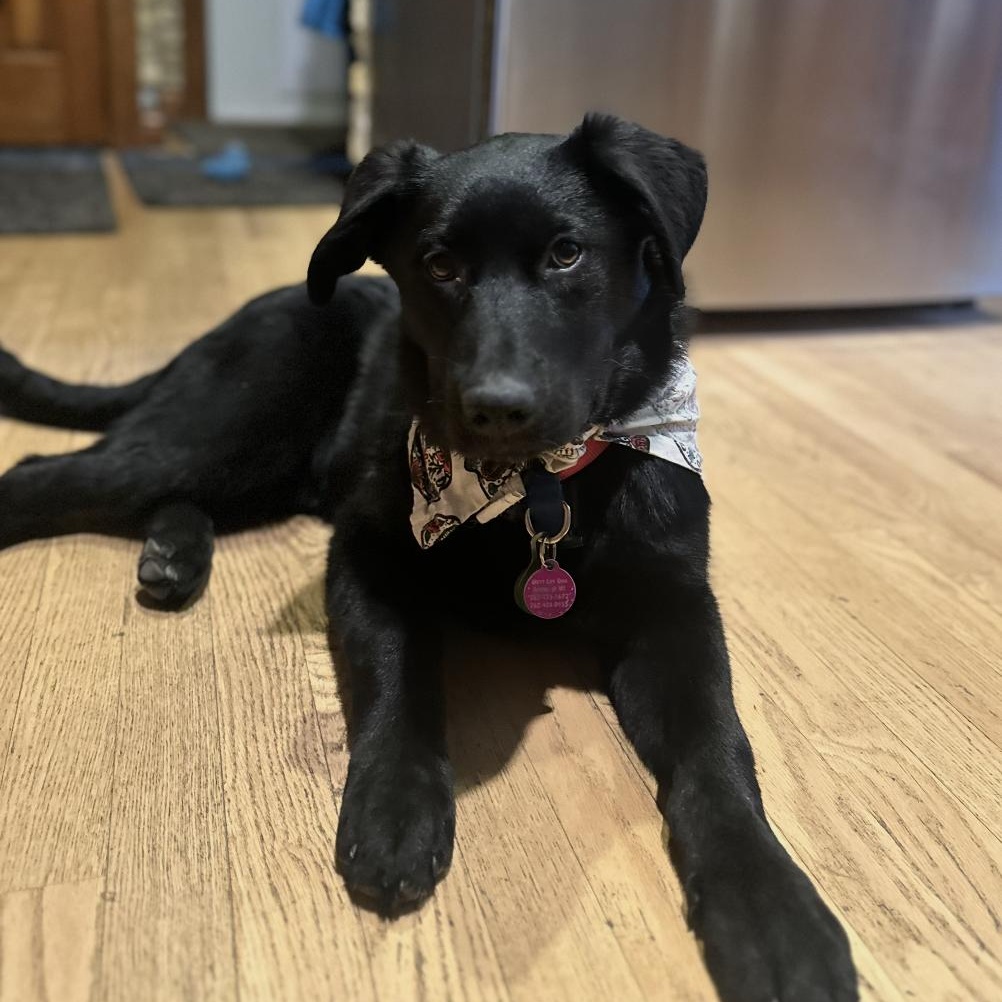 Enlarge Delilah, a ADOPTABLE mixed breed in Cedarburg, WI image 4/5