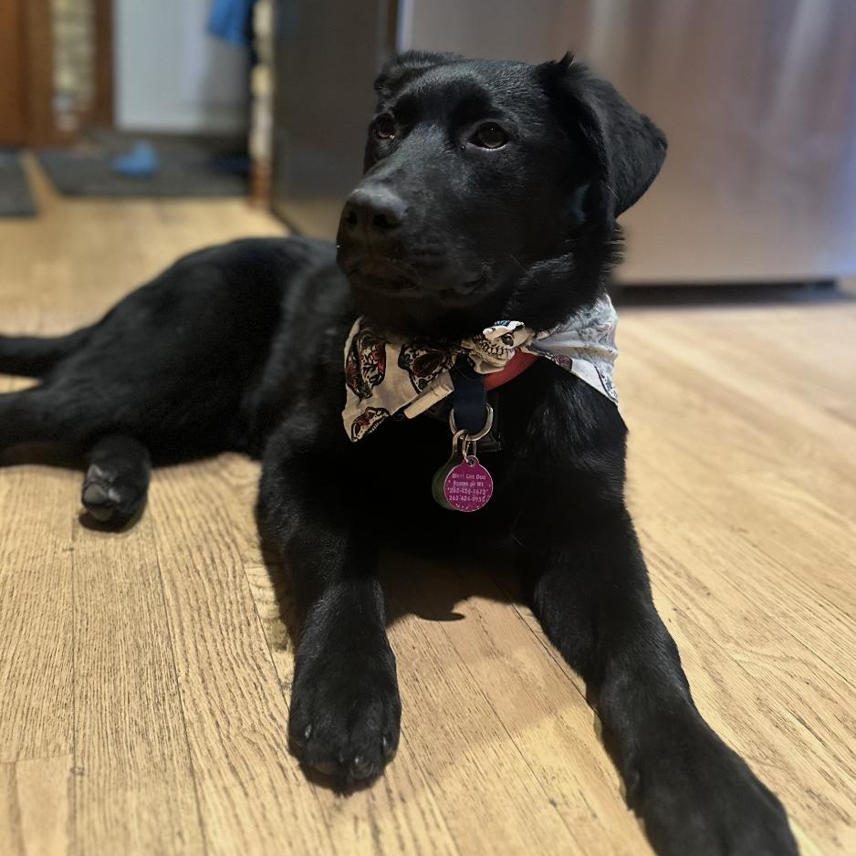 Enlarge Delilah, a ADOPTABLE mixed breed in Cedarburg, WI image 2/5