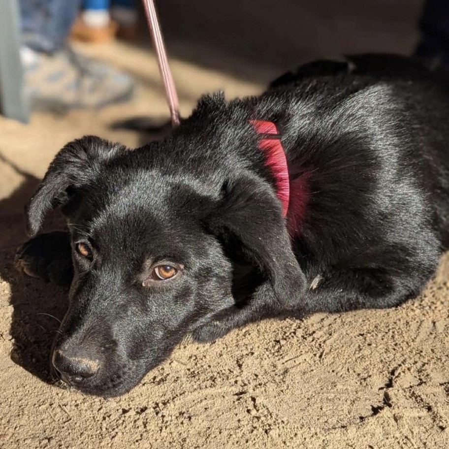 Enlarge Delilah, a ADOPTABLE mixed breed in Cedarburg, WI image 3/5