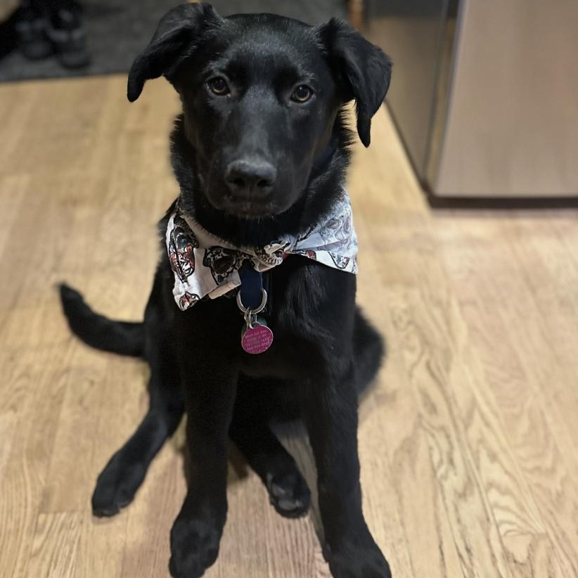 Enlarge Delilah, a ADOPTABLE mixed breed in Cedarburg, WI image 1/5