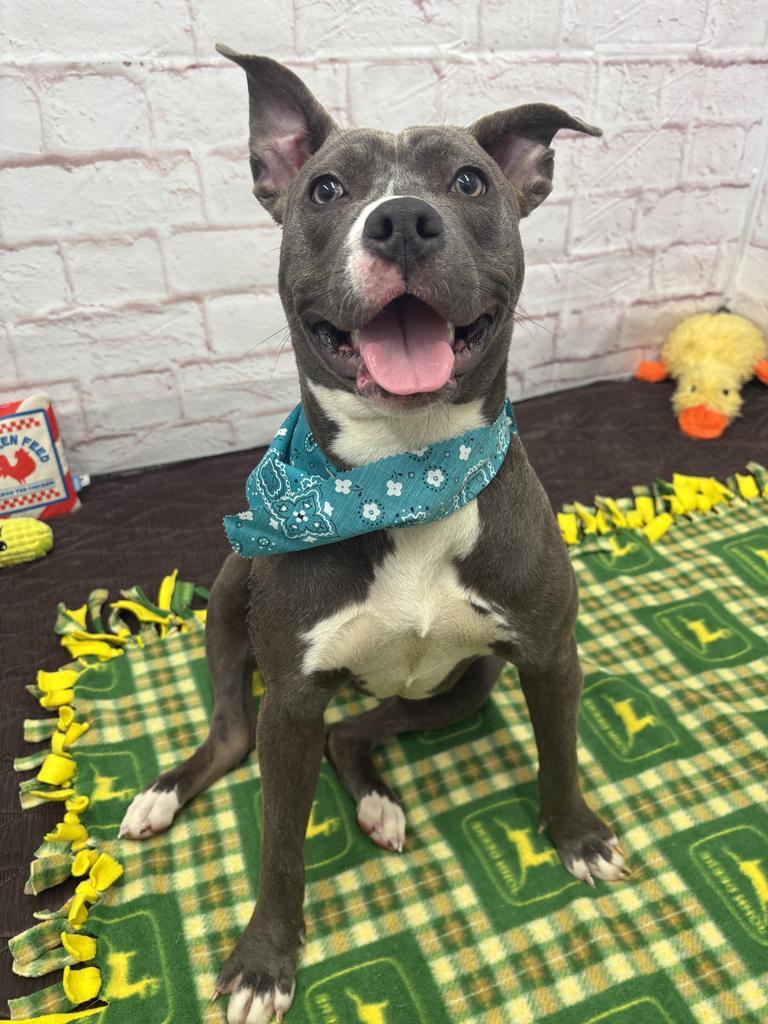 Wild Indigo, Adoptable, Young Female Mixed Breed.