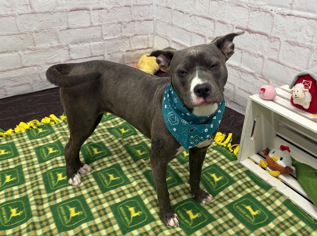 Enlarge Wild Indigo, a Adoptable mixed breed in Detroit, MI image 2/6