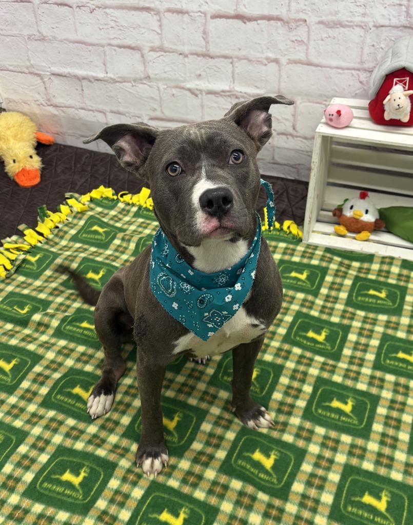 Enlarge Wild Indigo, a Adoptable mixed breed in Detroit, MI image 3/6