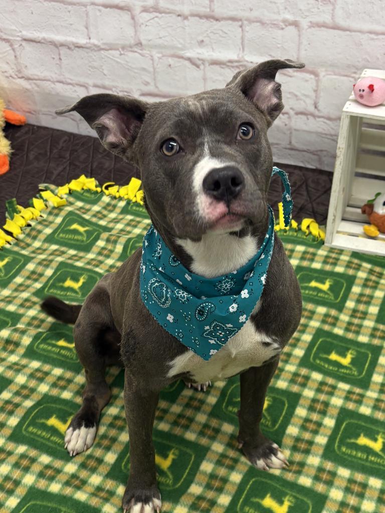 Enlarge Wild Indigo, a Adoptable mixed breed in Detroit, MI image 4/6