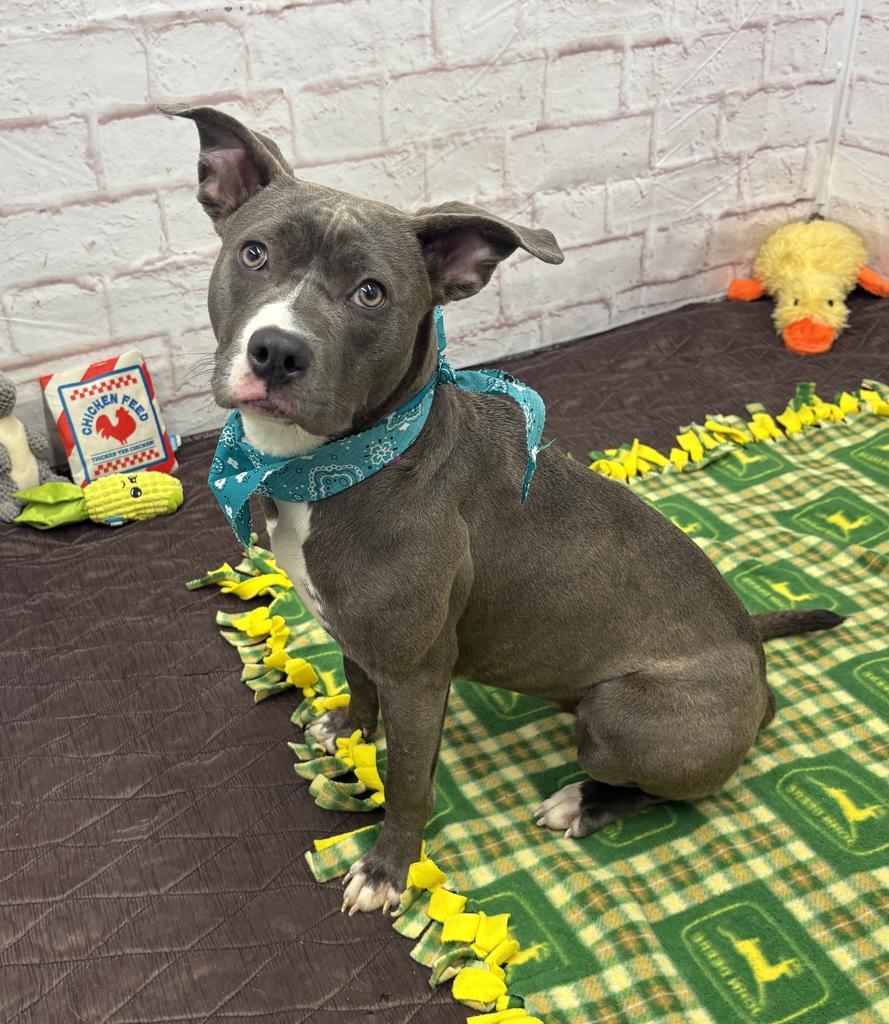 Enlarge Wild Indigo, a Adoptable mixed breed in Detroit, MI image 5/6