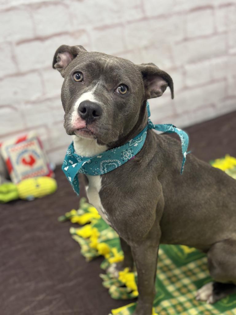 Enlarge Wild Indigo, a Adoptable mixed breed in Detroit, MI image 6/6