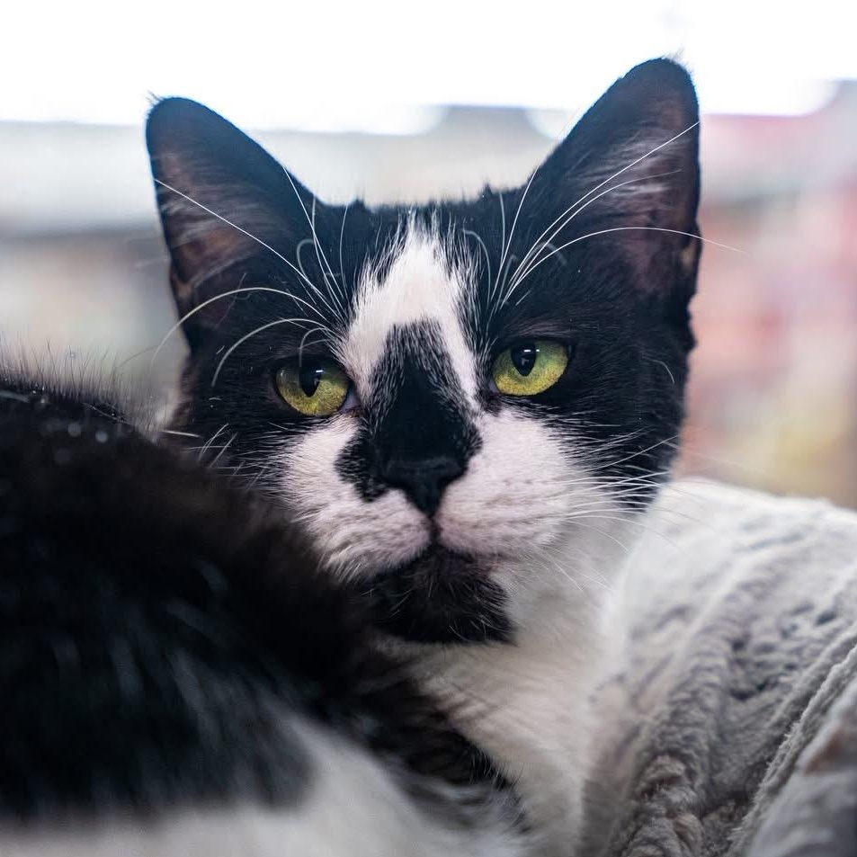 Penny, ADOPTABLE, Adult Female Tuxedo.