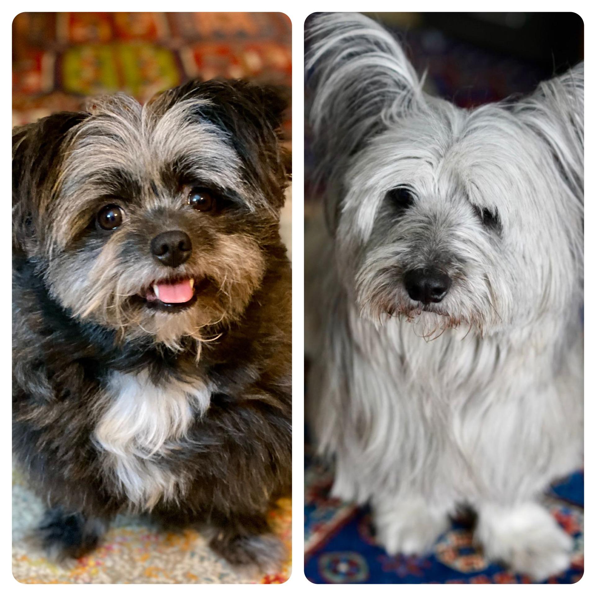 Enlarge Tayla & Toulouse, a Adopted mixed breed in Etobicoke, ON image 1/6