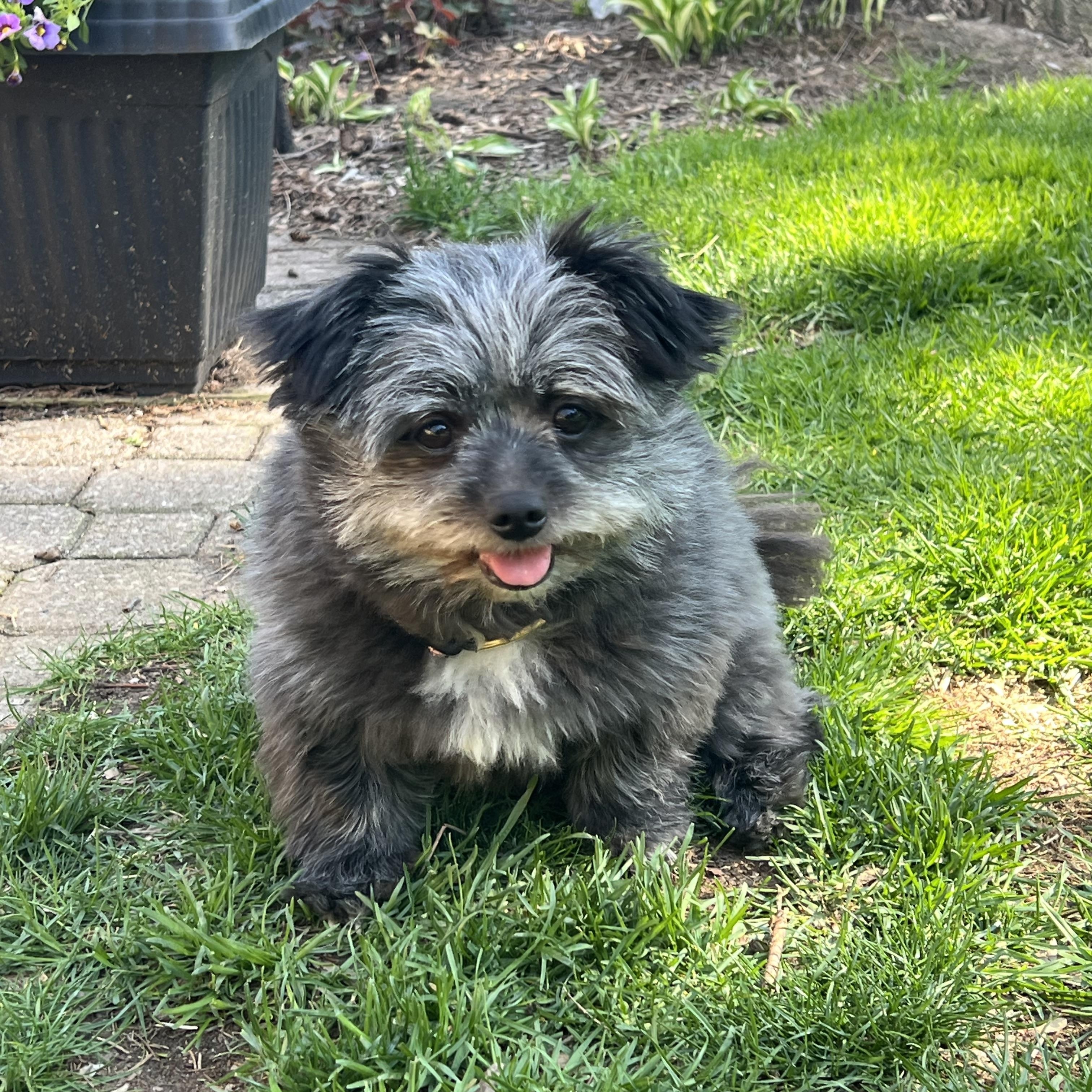 Enlarge Tayla & Toulouse, a Adopted mixed breed in Etobicoke, ON image 4/6