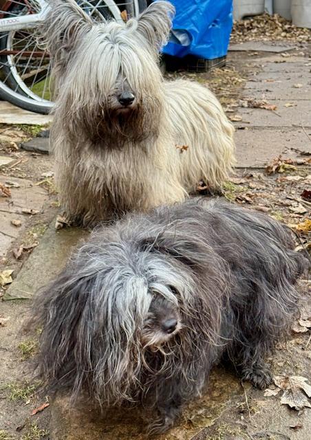 Enlarge Tayla & Toulouse, a Adopted mixed breed in Etobicoke, ON image 6/6