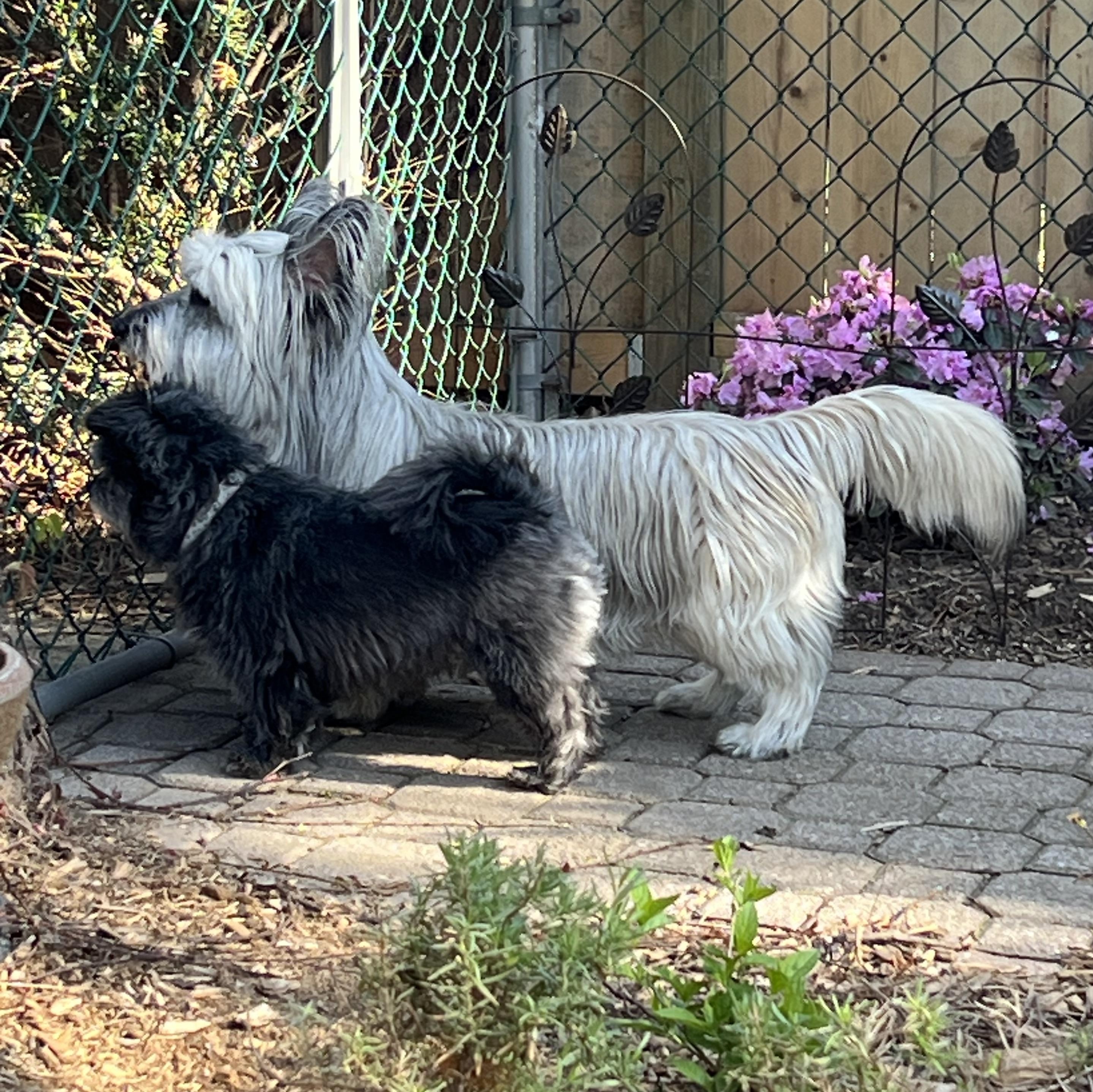Enlarge Tayla & Toulouse, a Adopted mixed breed in Etobicoke, ON image 5/6