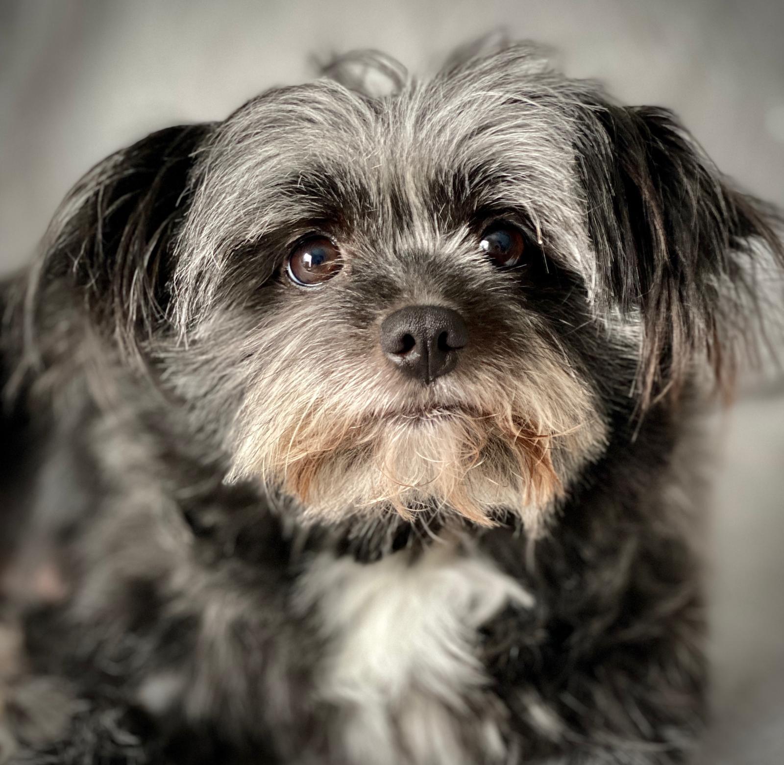 Enlarge Tayla & Toulouse, a Adopted mixed breed in Etobicoke, ON image 2/6