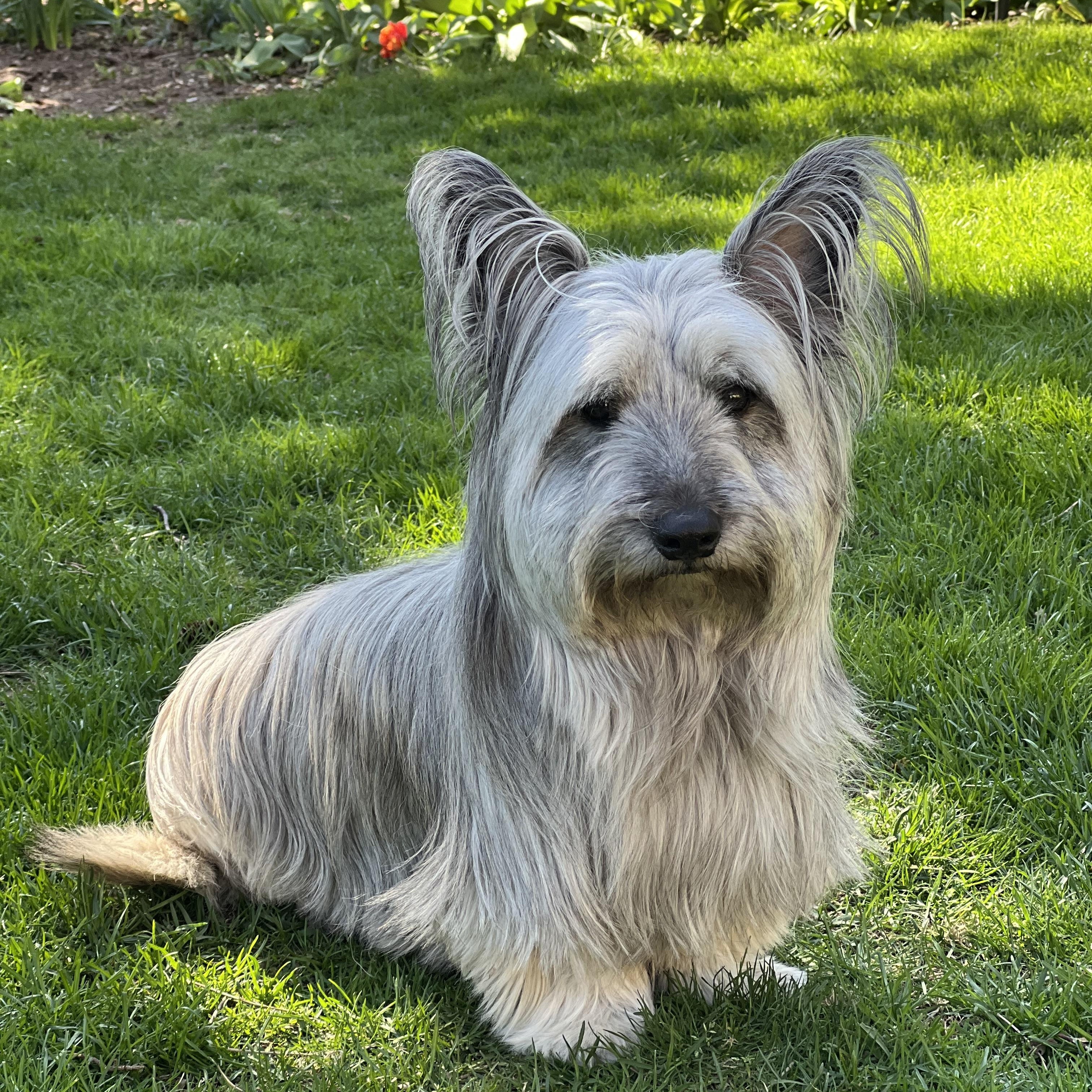 Enlarge Tayla & Toulouse, a Adopted mixed breed in Etobicoke, ON image 3/6