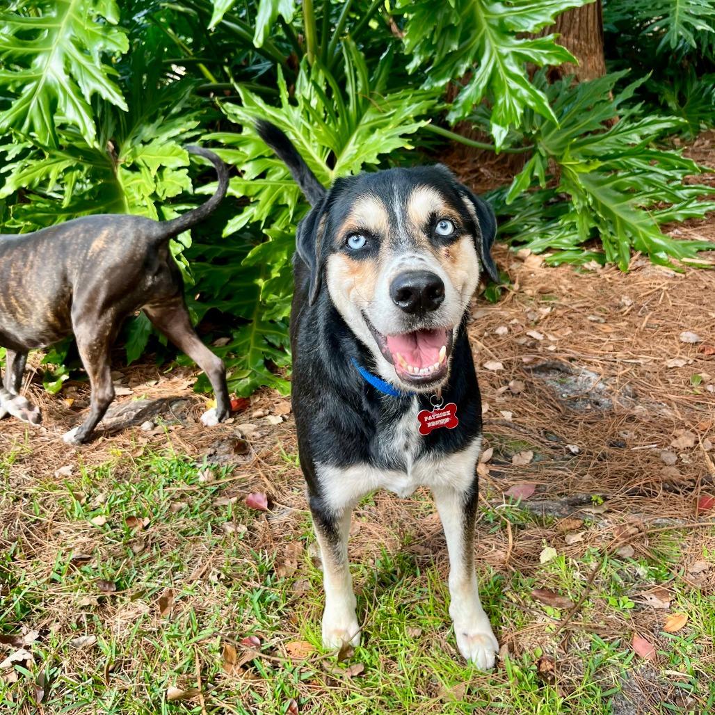 Patrick, Adoptable, Senior Male Mixed Breed.