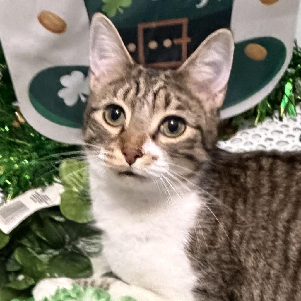 Enlarge Harvey, a Adoptable Domestic Short Hair in Chapel Hill, NC image 1/4