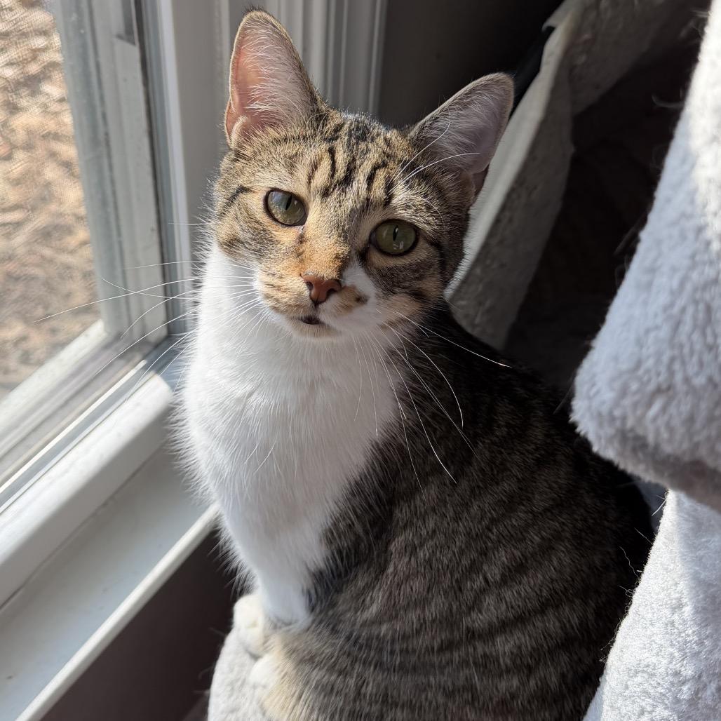 Enlarge Harvey, a Adoptable Domestic Short Hair in Chapel Hill, NC image 2/4