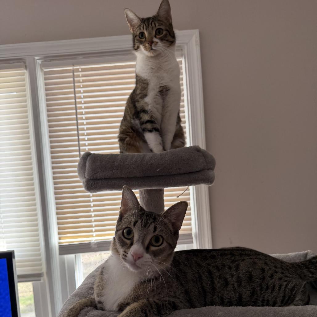 Enlarge Harvey, a Adoptable Domestic Short Hair in Chapel Hill, NC image 3/4