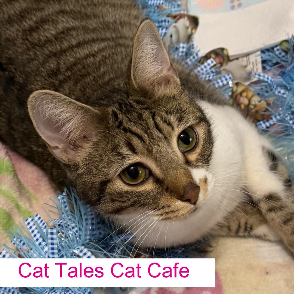 Enlarge Harvey, a Adoptable Domestic Short Hair in Chapel Hill, NC image 4/4