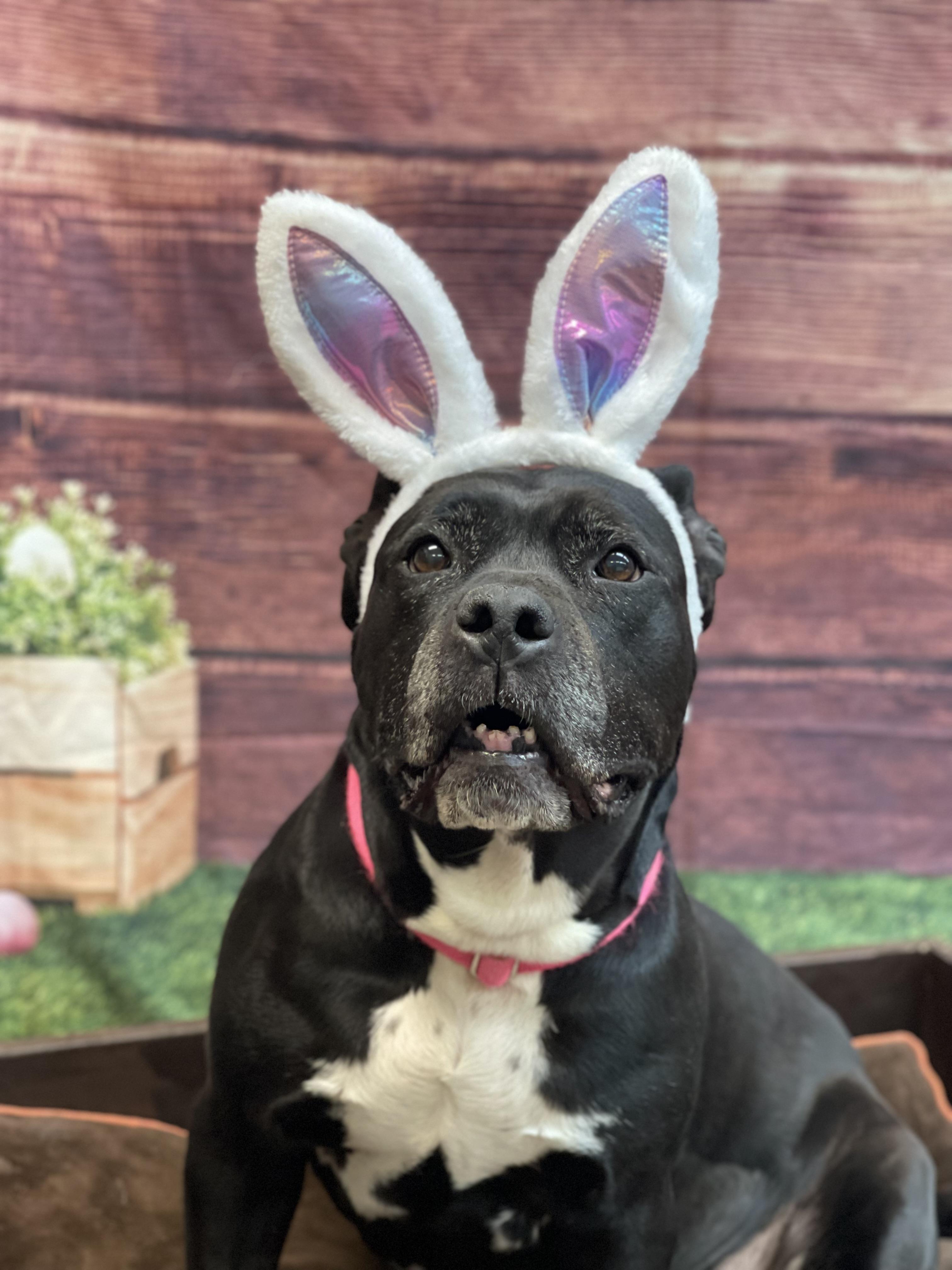 Enlarge Trinity, a Adoptable mixed breed in Lake Odessa, MI image 1/6