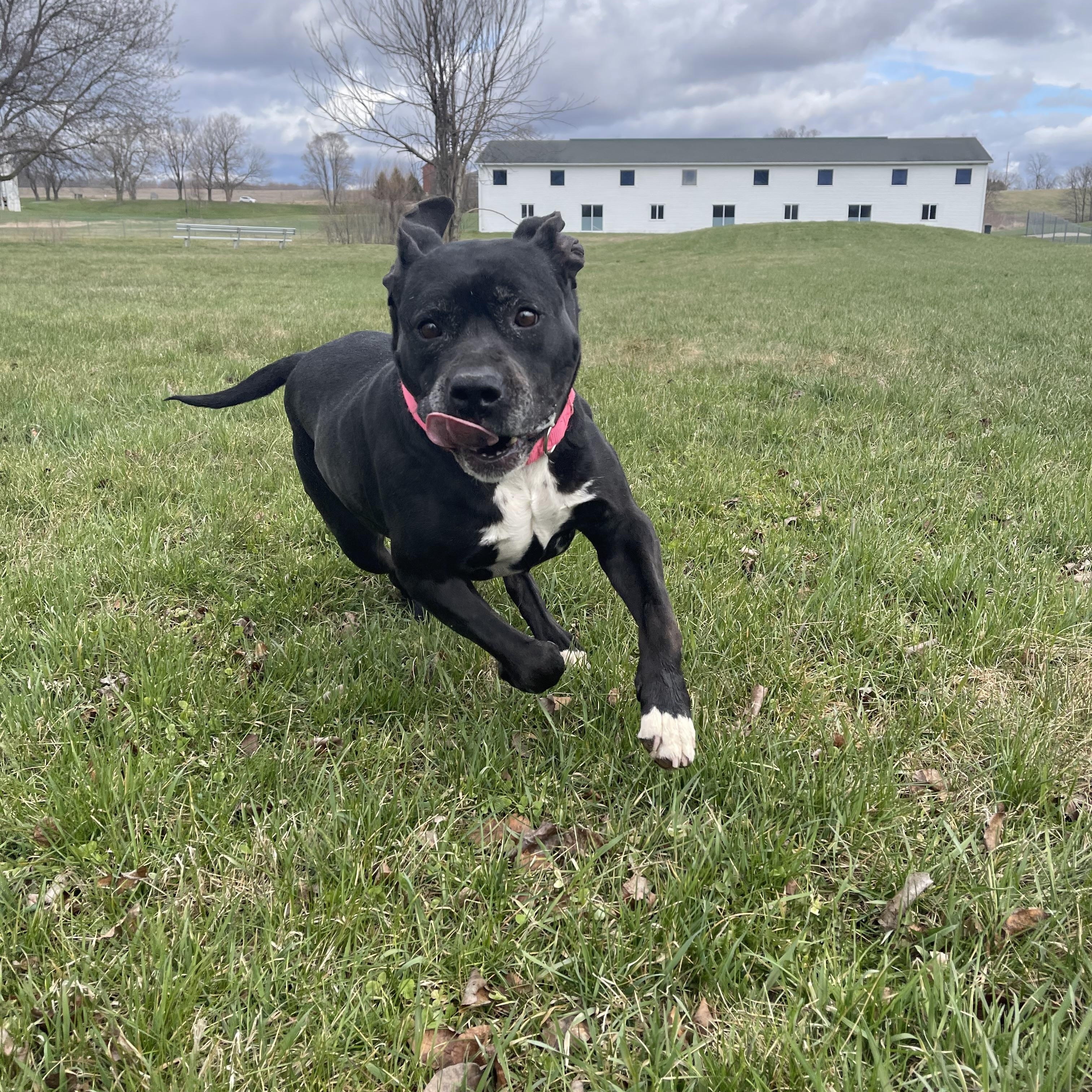 Enlarge Trinity, a Adoptable mixed breed in Lake Odessa, MI image 2/6