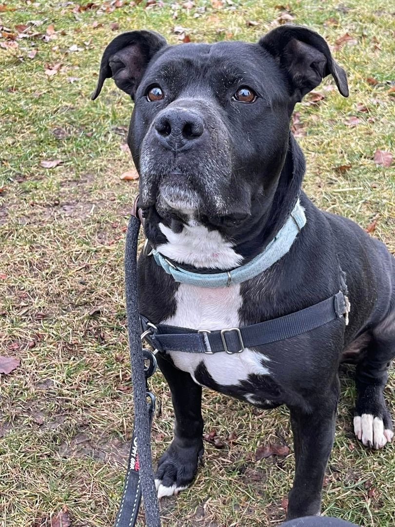 Enlarge Trinity, a Adoptable mixed breed in Lake Odessa, MI image 4/6