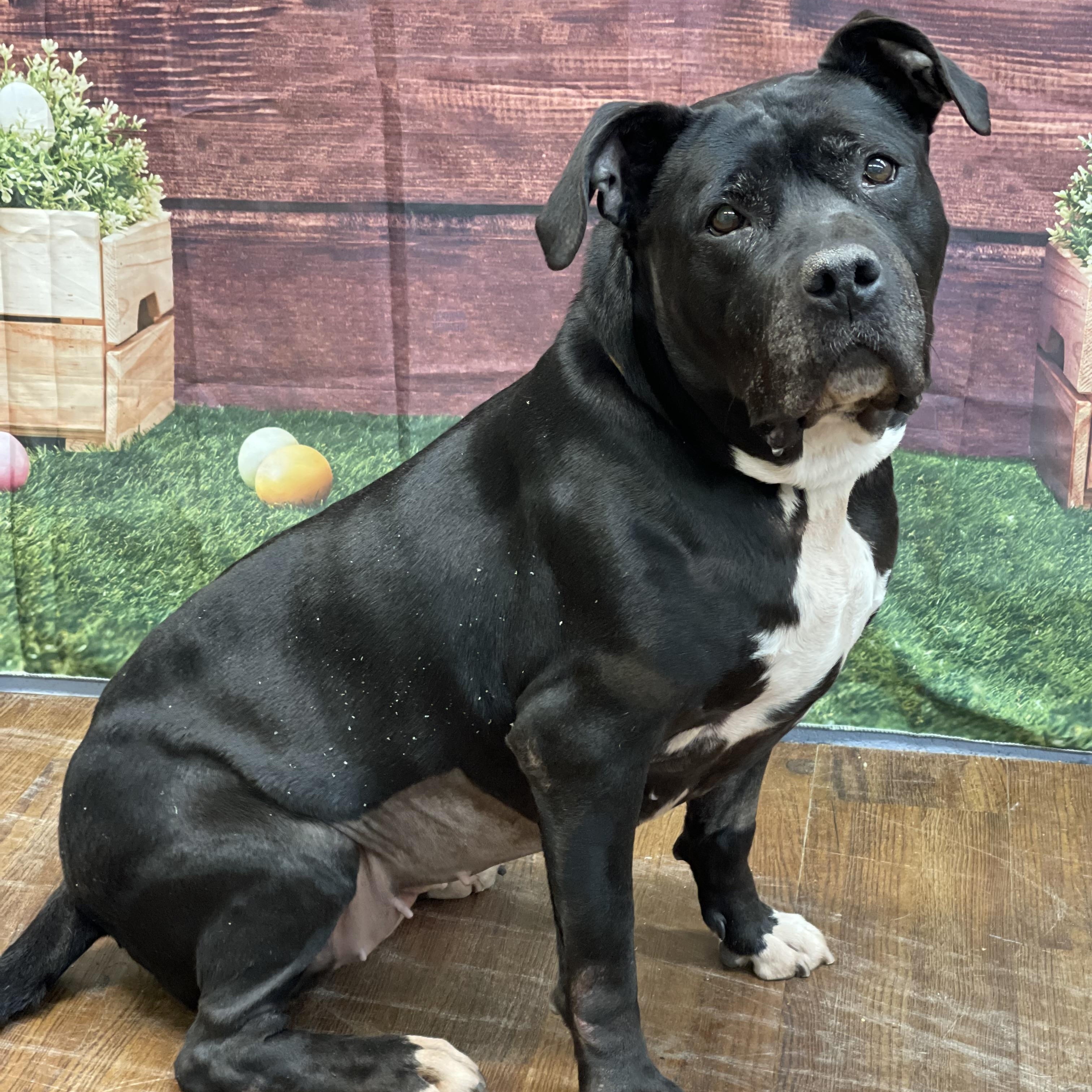 Enlarge Trinity, a Adoptable mixed breed in Lake Odessa, MI image 6/6