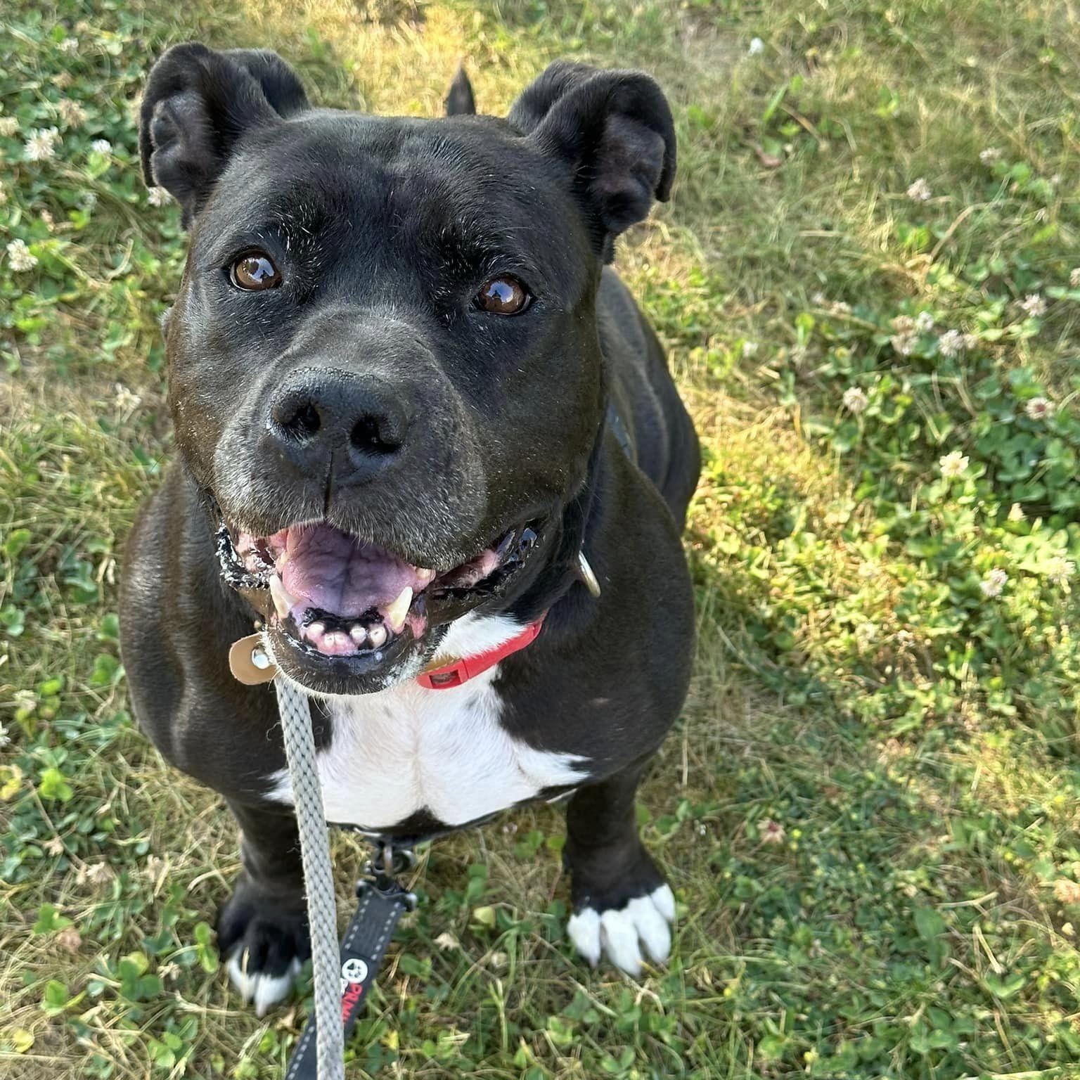 Enlarge Trinity, a Adoptable mixed breed in Lake Odessa, MI image 5/6