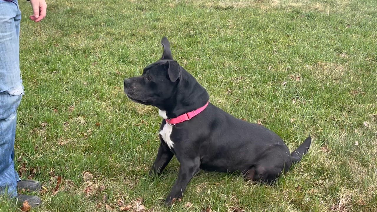 Enlarge Trinity, a Adoptable mixed breed in Lake Odessa, MI video 3/6