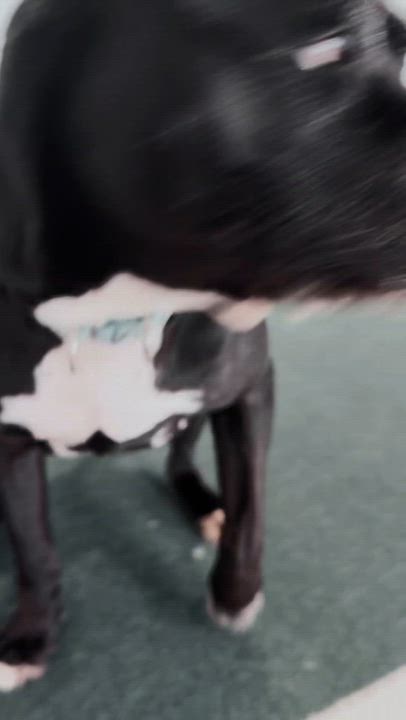 Enlarge Trinity, a Adoptable mixed breed in Lake Odessa, MI video 6/6