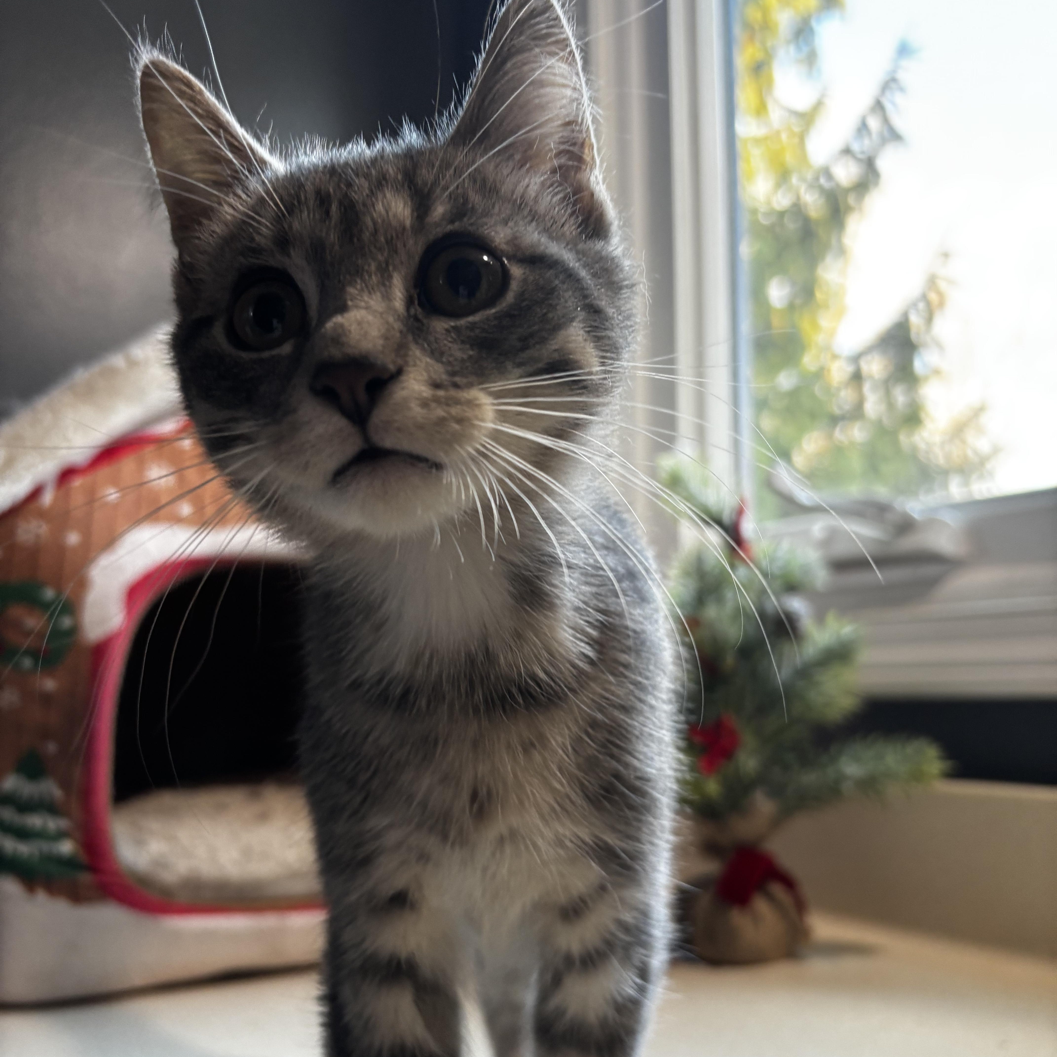 Enlarge Mugsy: Pre-Adoption, a ADOPTABLE Domestic Short Hair in Ortonville, MI image 1/1