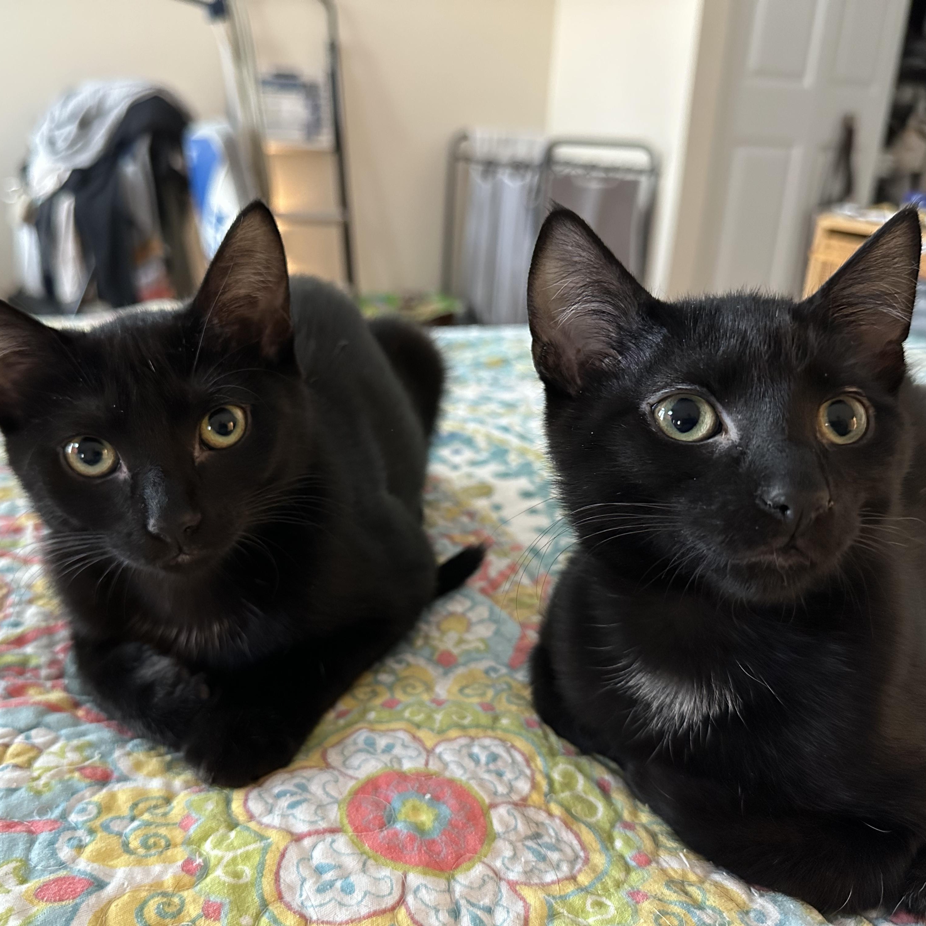 Cayenne & Cassia, bonded pair, adopted, Kitten Female Domestic Short Hair.