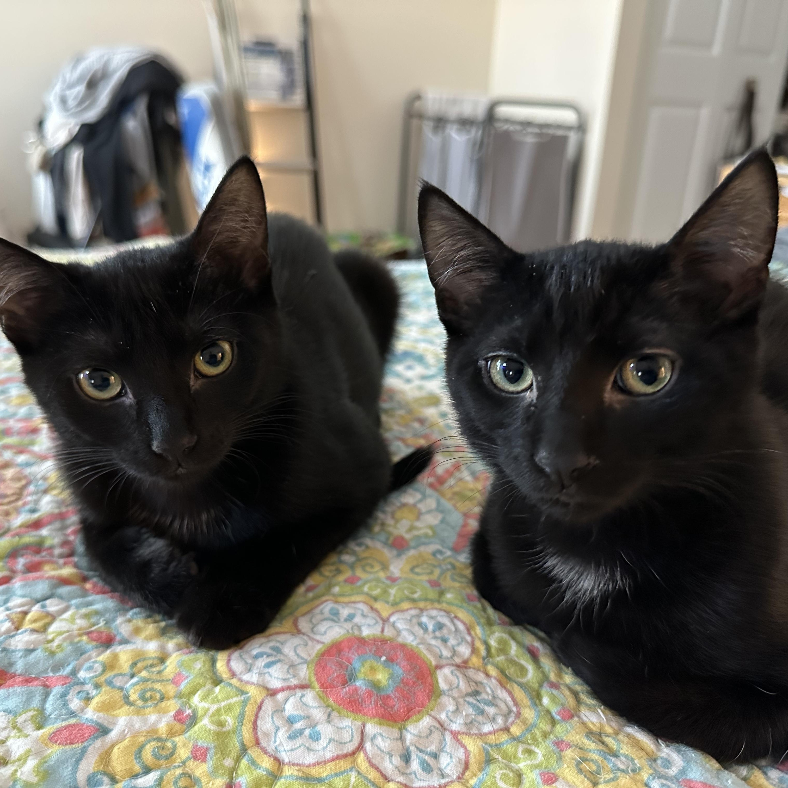 Enlarge Cayenne & Cassia, bonded pair, an adopted mixed breed in Chicago, IL image 2/3