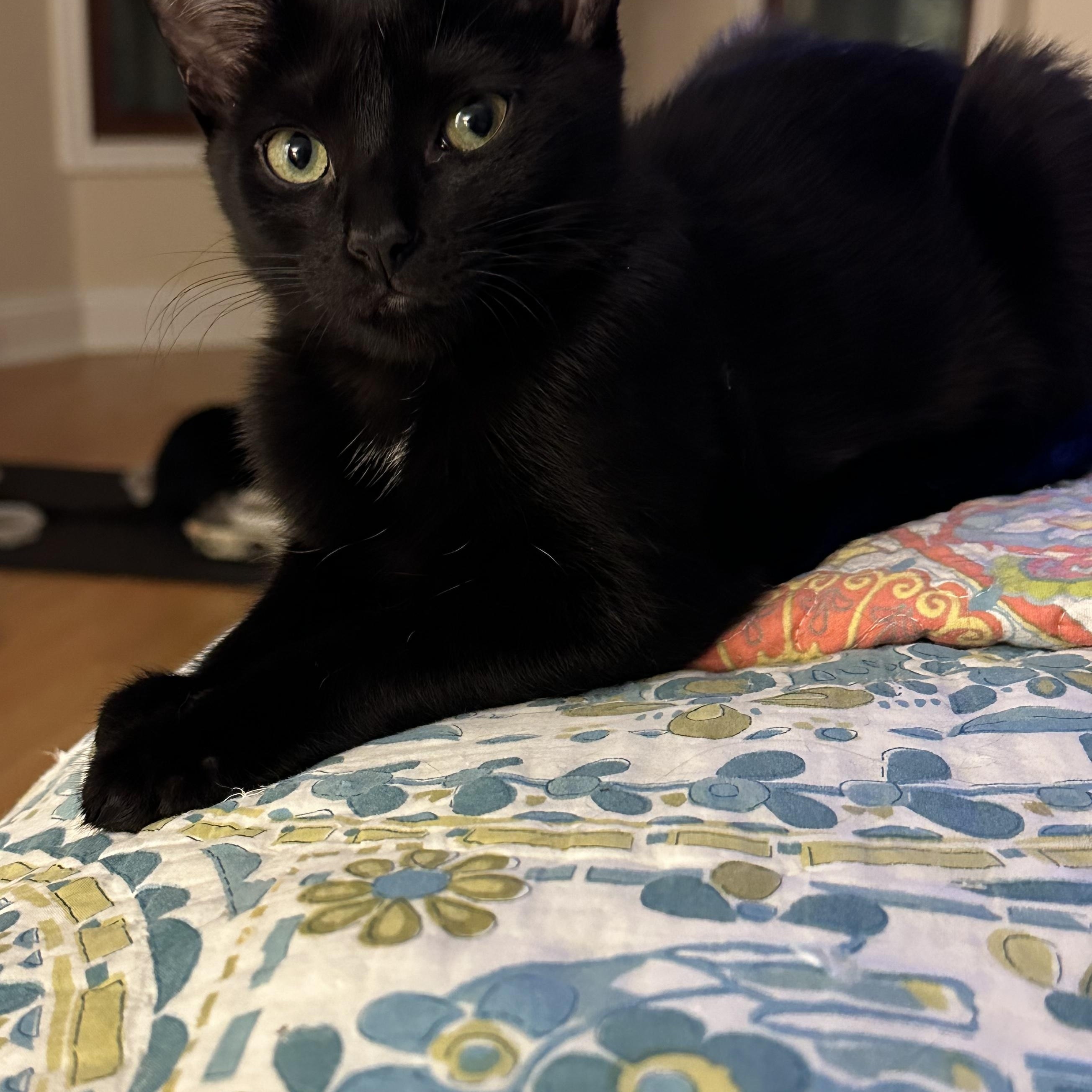 Enlarge Cayenne & Cassia, bonded pair, an adopted mixed breed in Chicago, IL image 3/3