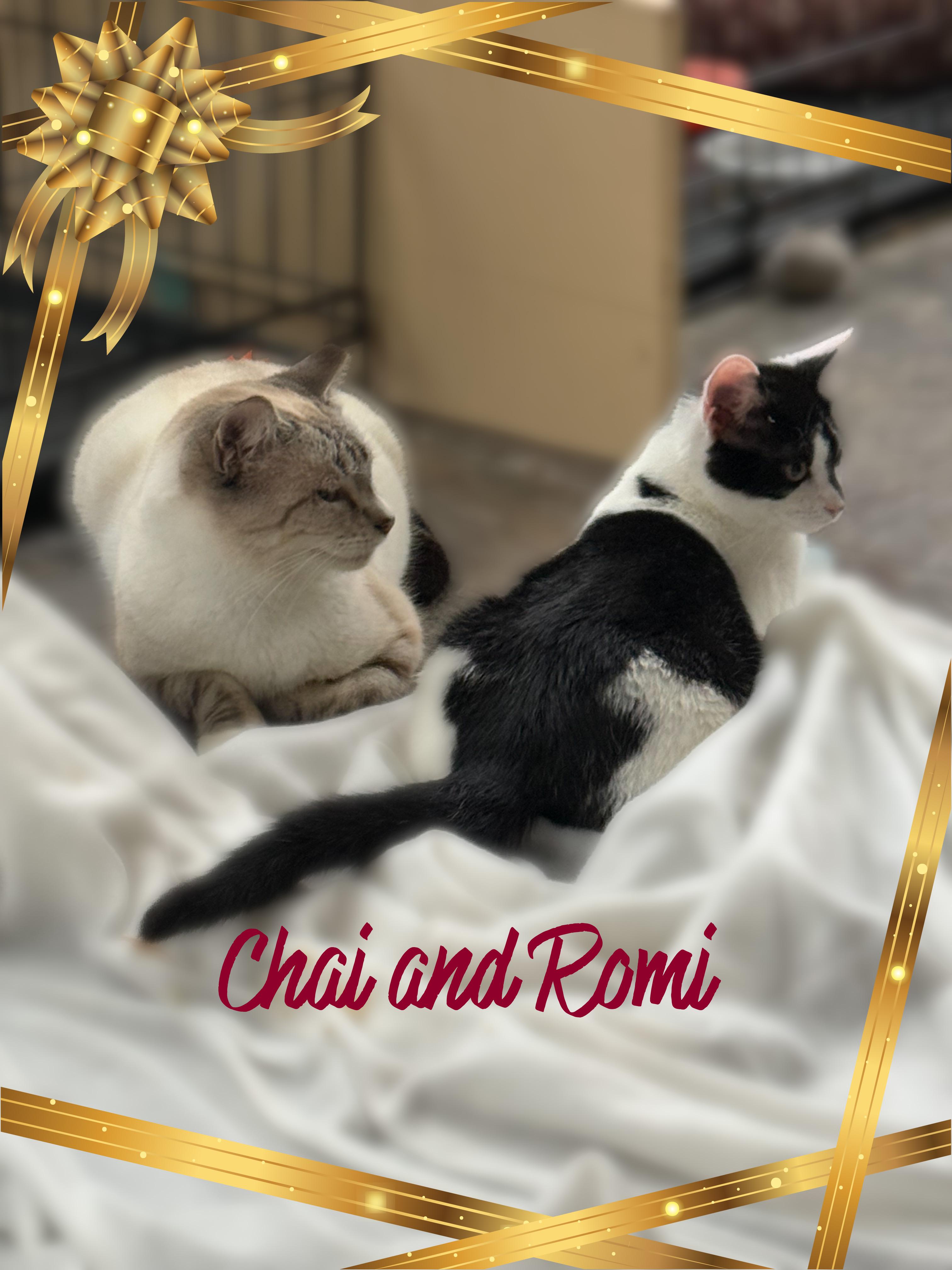 Chai, a ADOPTABLE Siamese in Charlotte, NC image 2/4