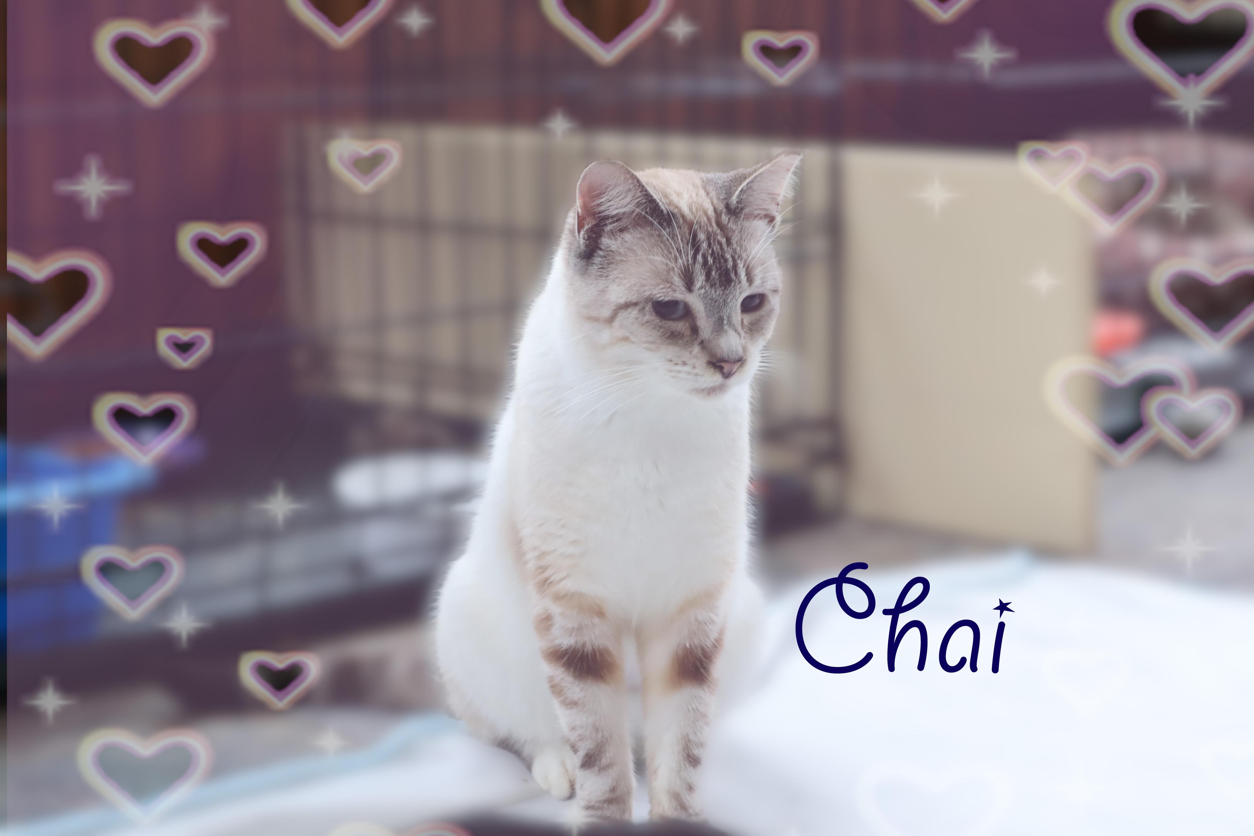 Chai, a ADOPTABLE Siamese in Charlotte, NC image 4/4
