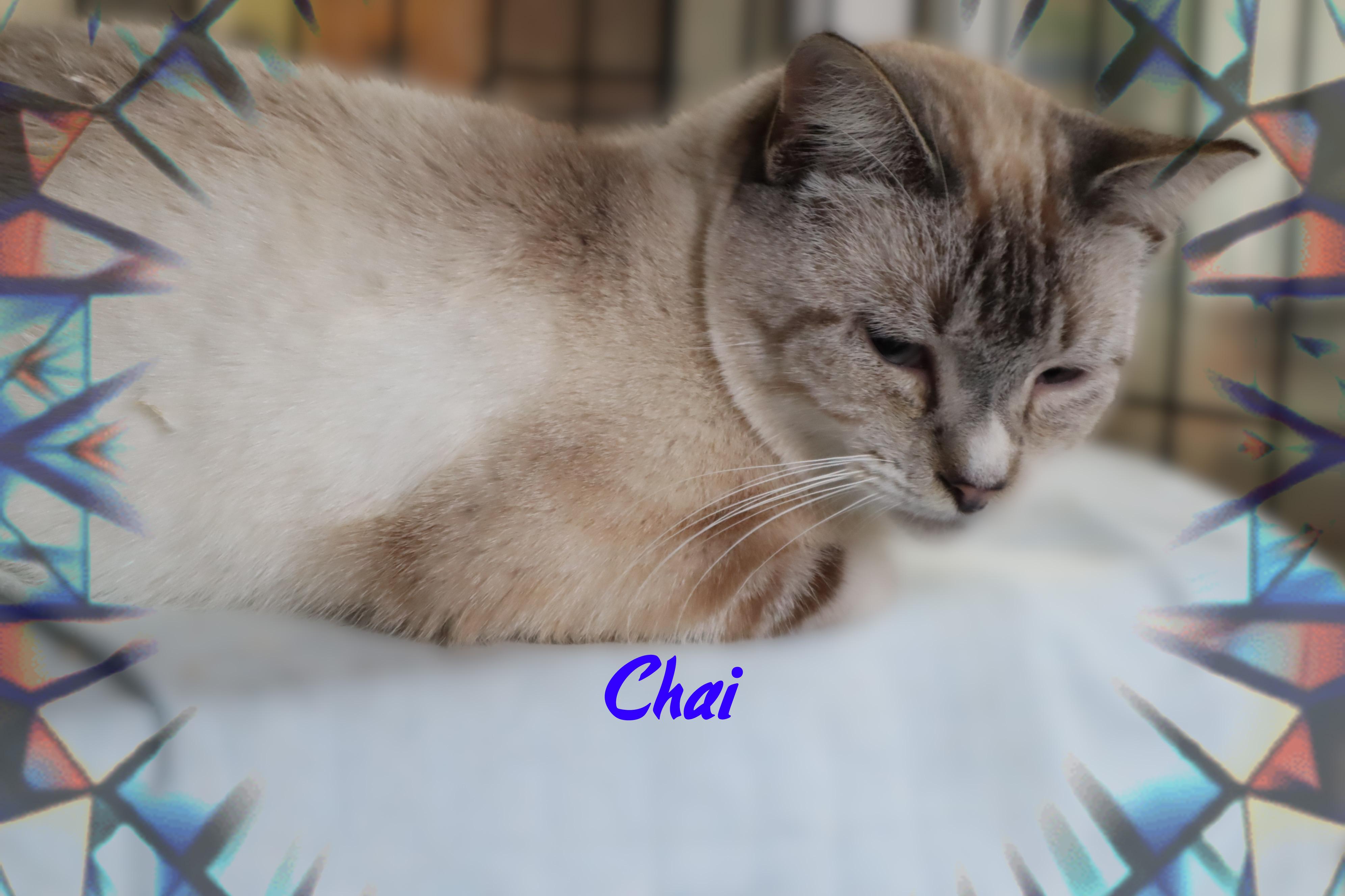 Chai, a ADOPTABLE Siamese in Charlotte, NC image 3/4