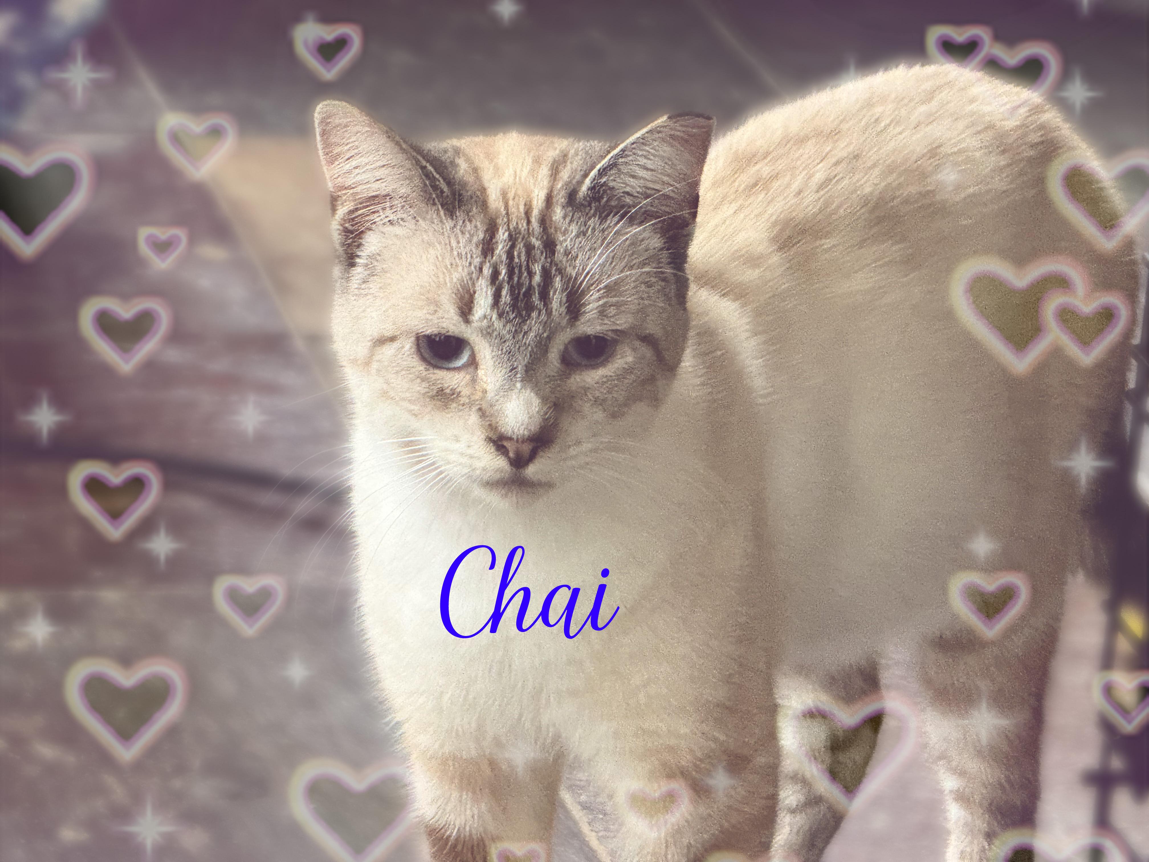 Chai, a ADOPTABLE Siamese in Charlotte, NC image 1/4
