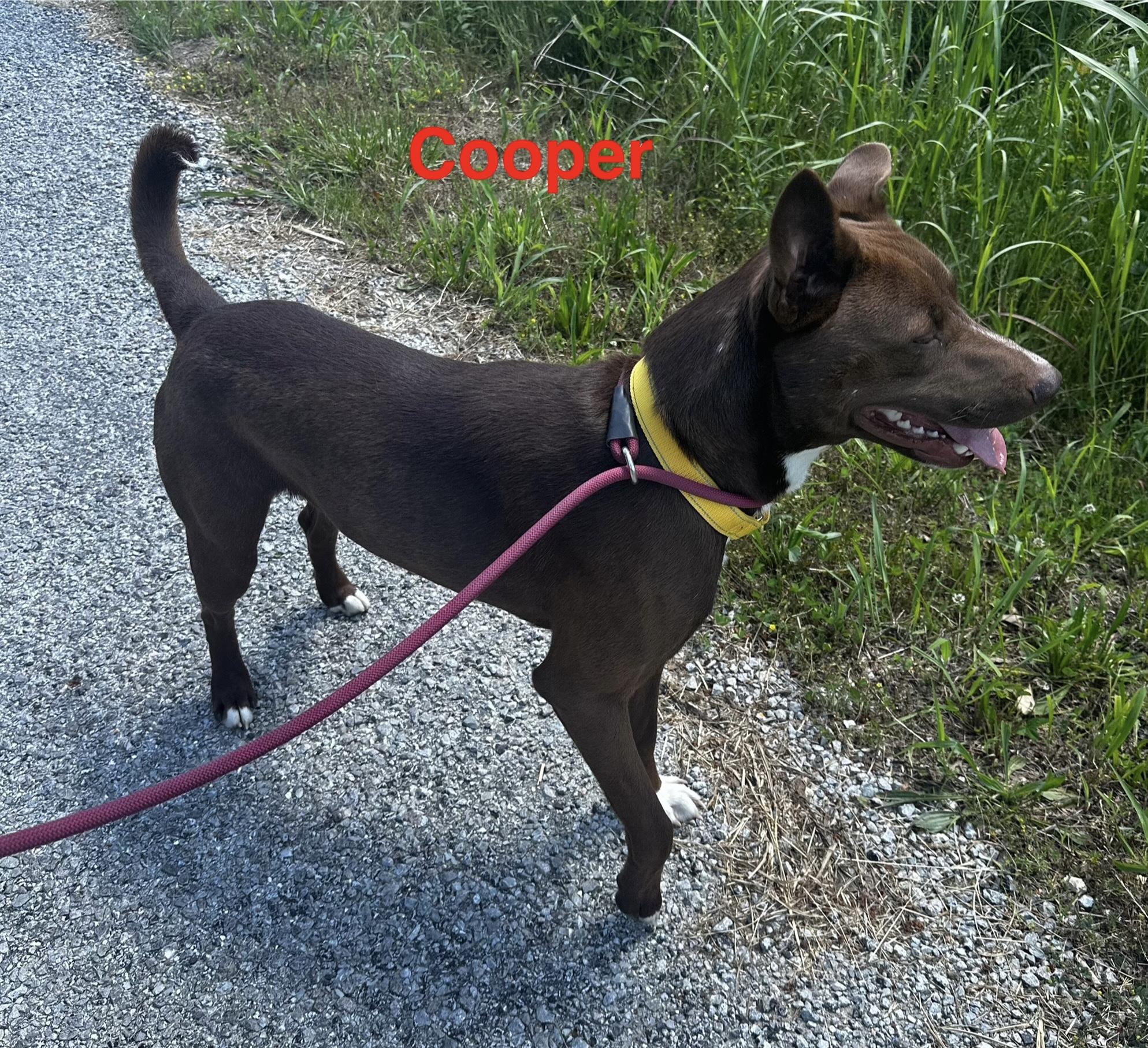 Cooper