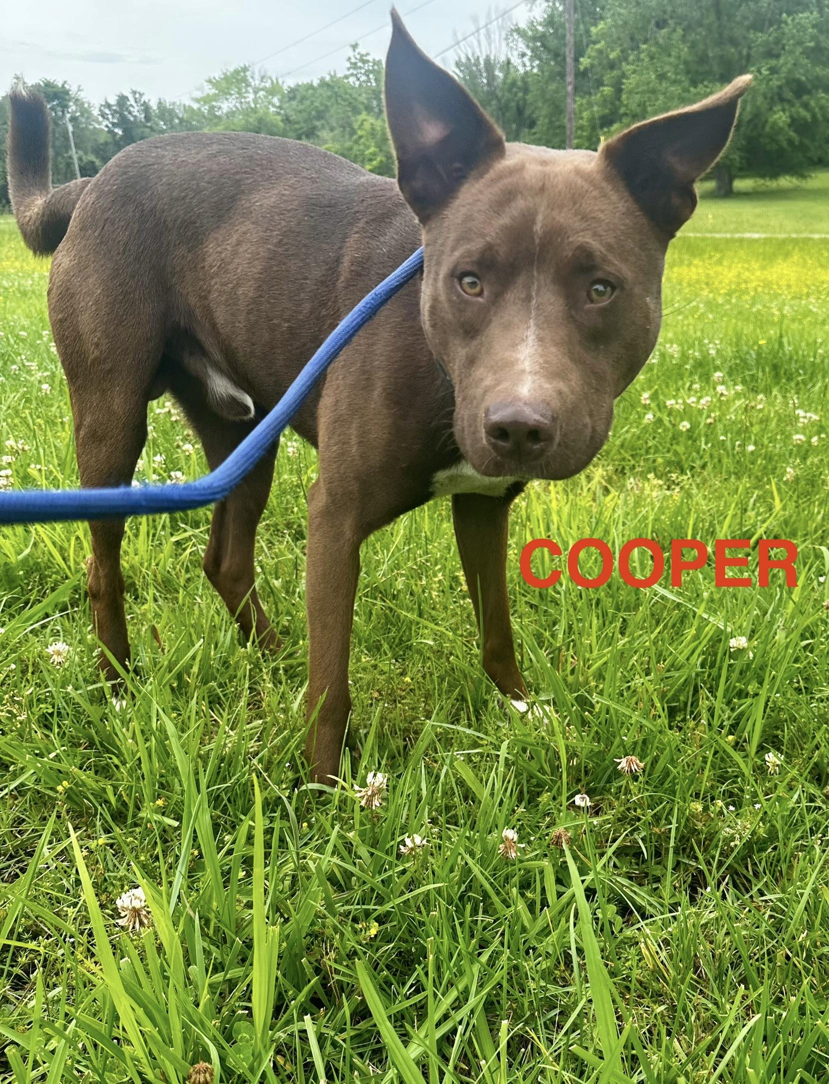 Cooper