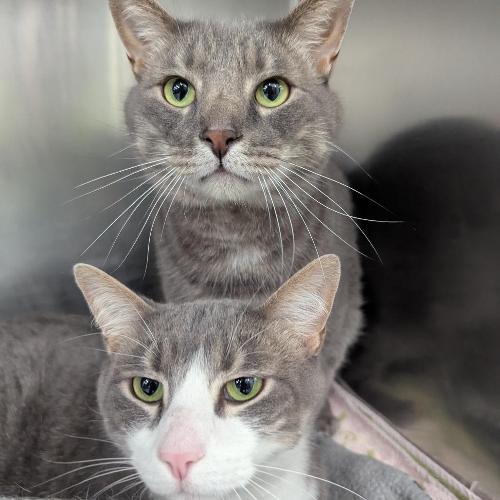 Dean, Adoptable, Adult Male Domestic Short Hair.
