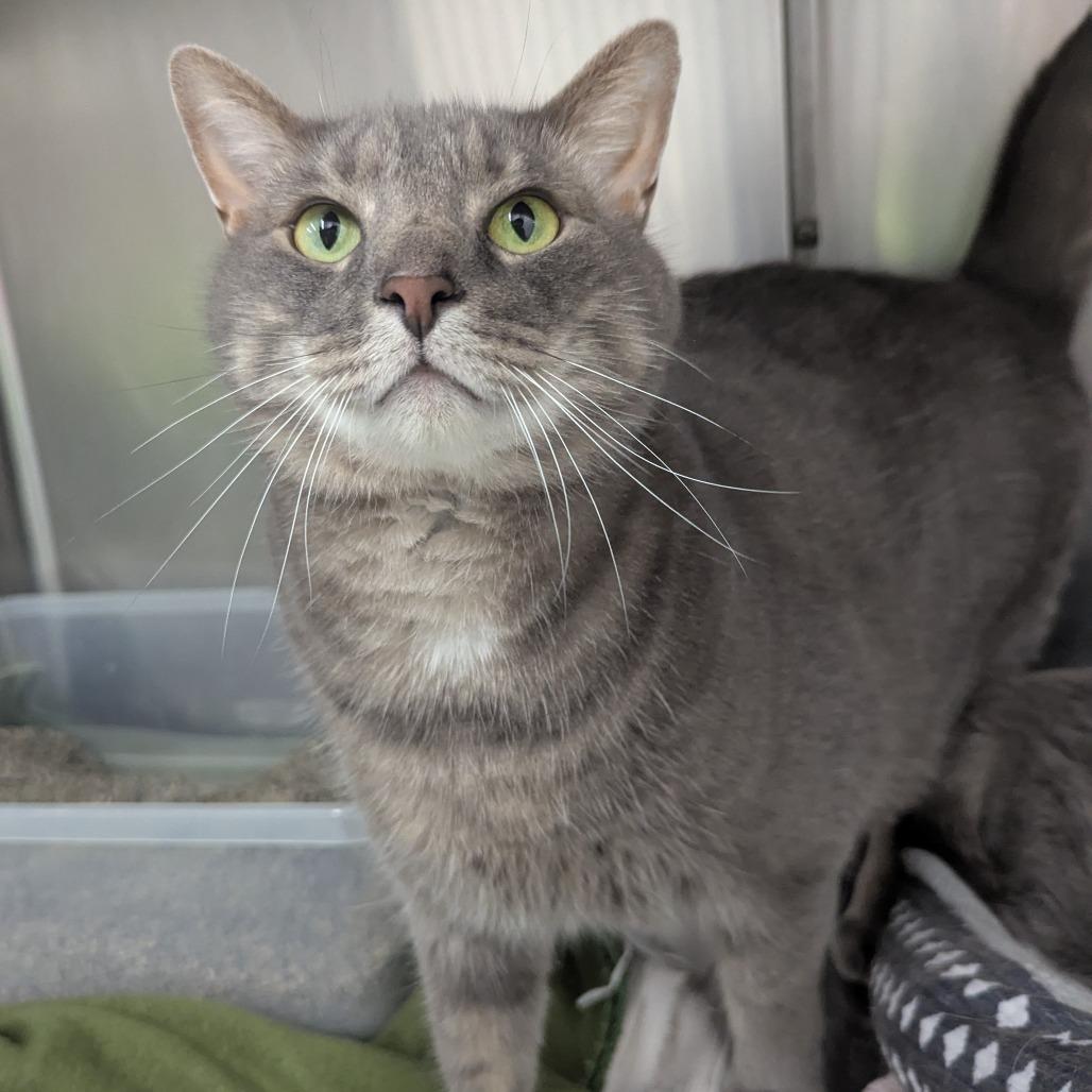 Enlarge Dean, a Adoptable Domestic Short Hair in Evansville, IN image 2/2