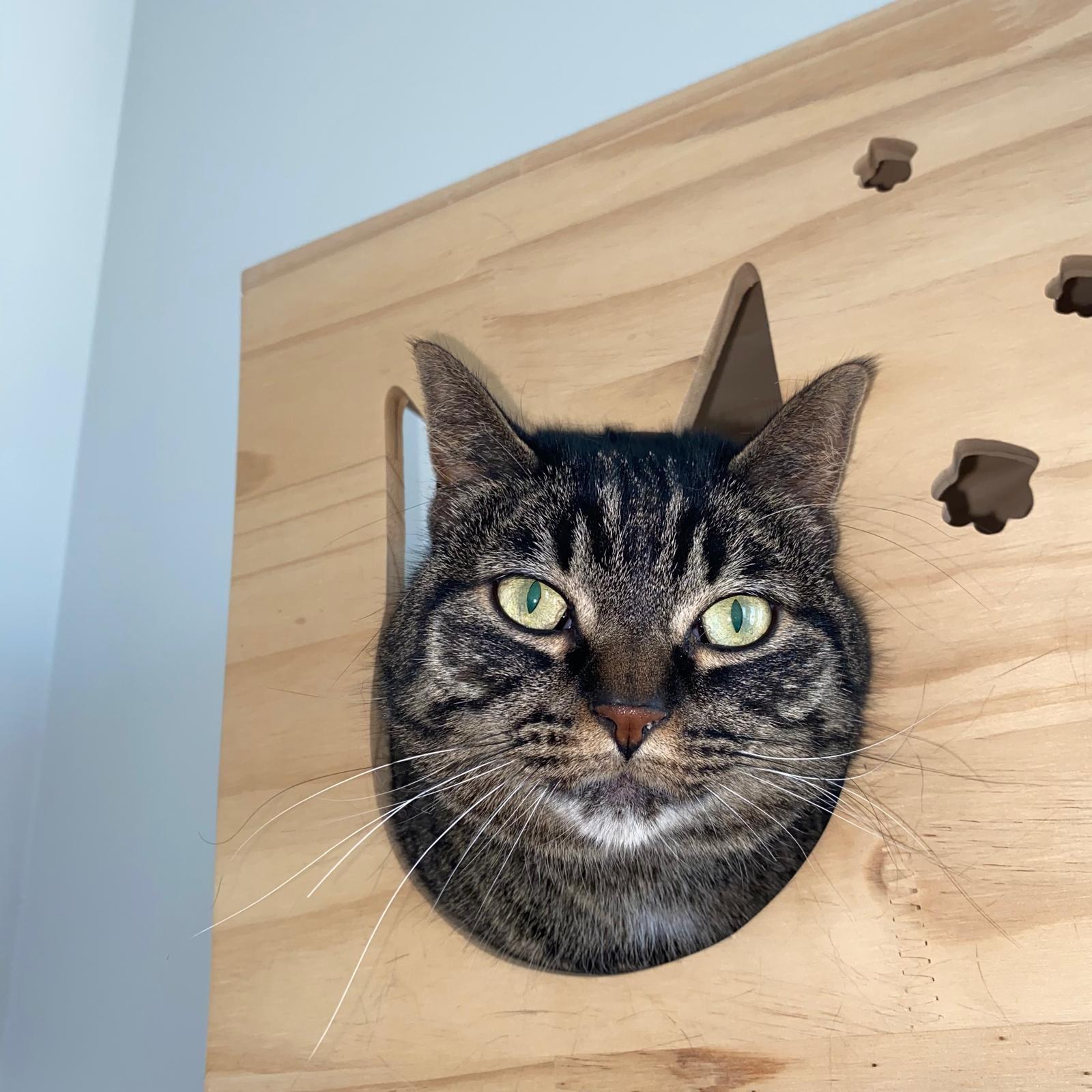 Gianna, Adoptable, Adult Female Domestic Short Hair.