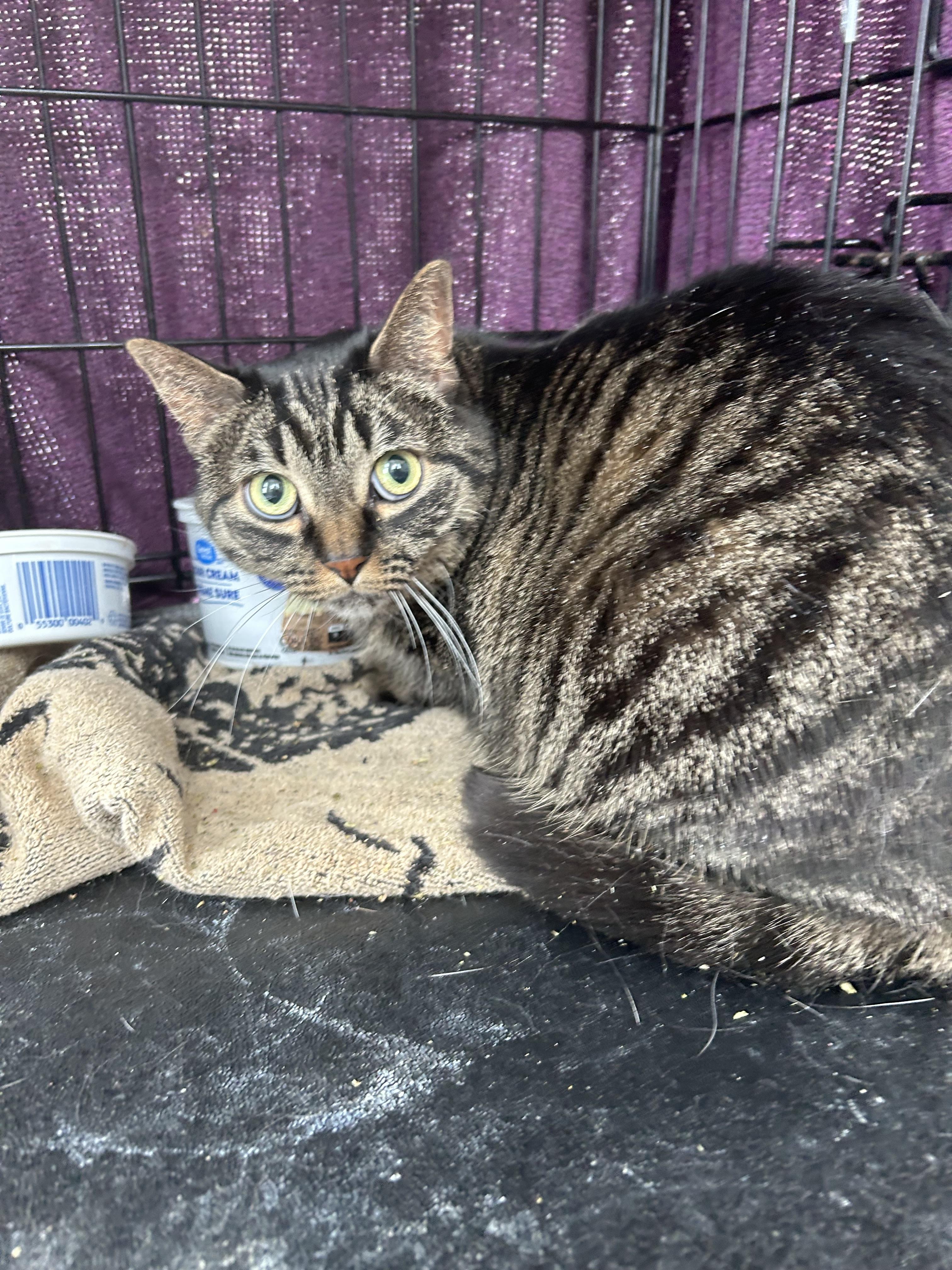 Enlarge Gianna, a Adoptable mixed breed in Steinbach, MB image 2/6