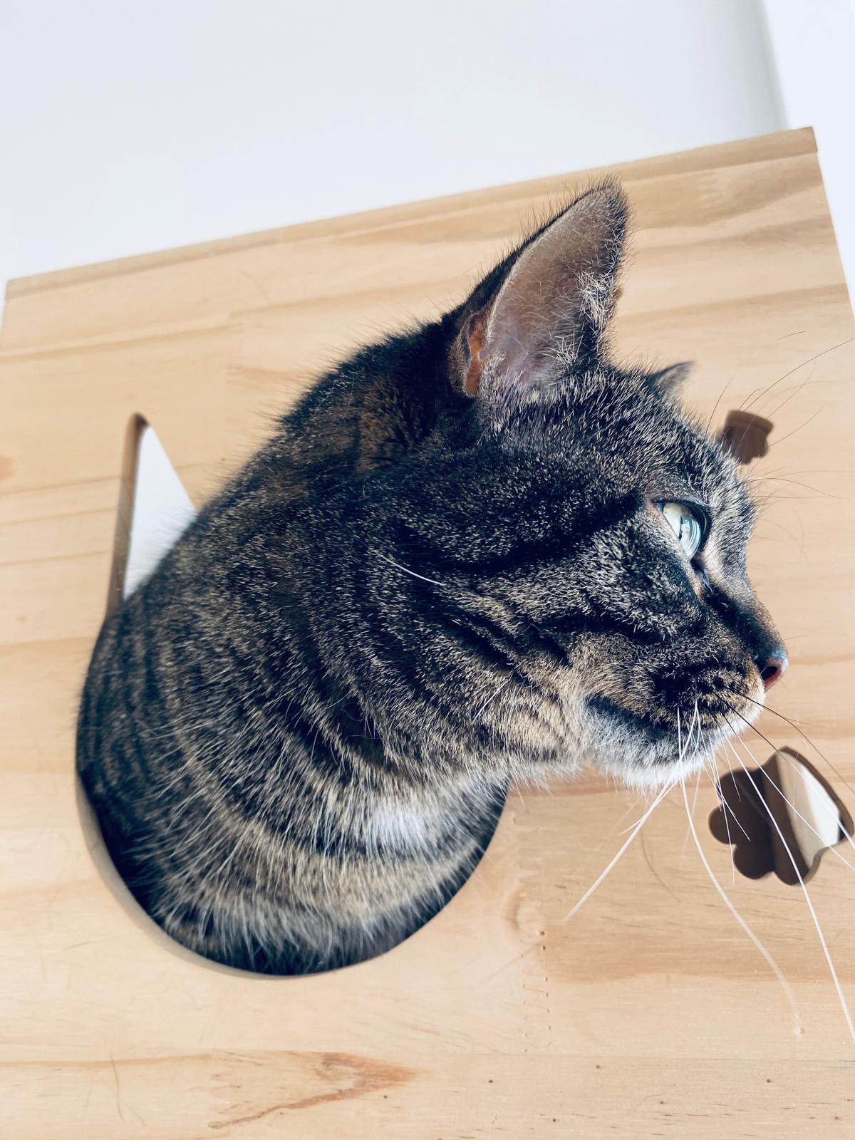 Enlarge Gianna, a Adoptable mixed breed in Steinbach, MB image 3/6